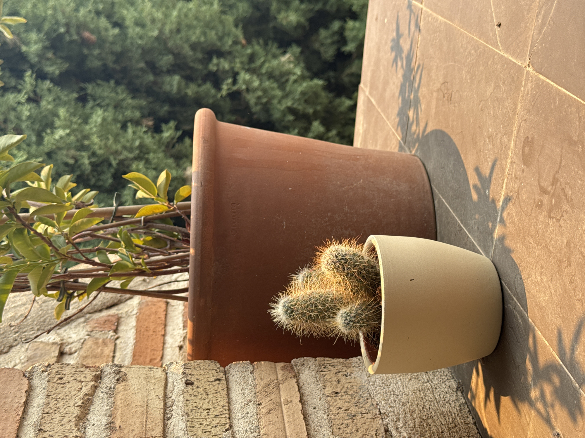 A small potted cactus sits on a tiled surface in front of a larger terracotta pot containing a plant with green leaves and brown stems. A textured brick wall is visible to the left of the cactus. In the background, a dense green tree is out of focus. The scene is illuminated by warm sunlight, casting shadows on the tiles. The overall environment suggests an outdoor setting, possibly a patio or balcony, in Las Rozas de Madrid, Spain. There are no people or animals present in the image.