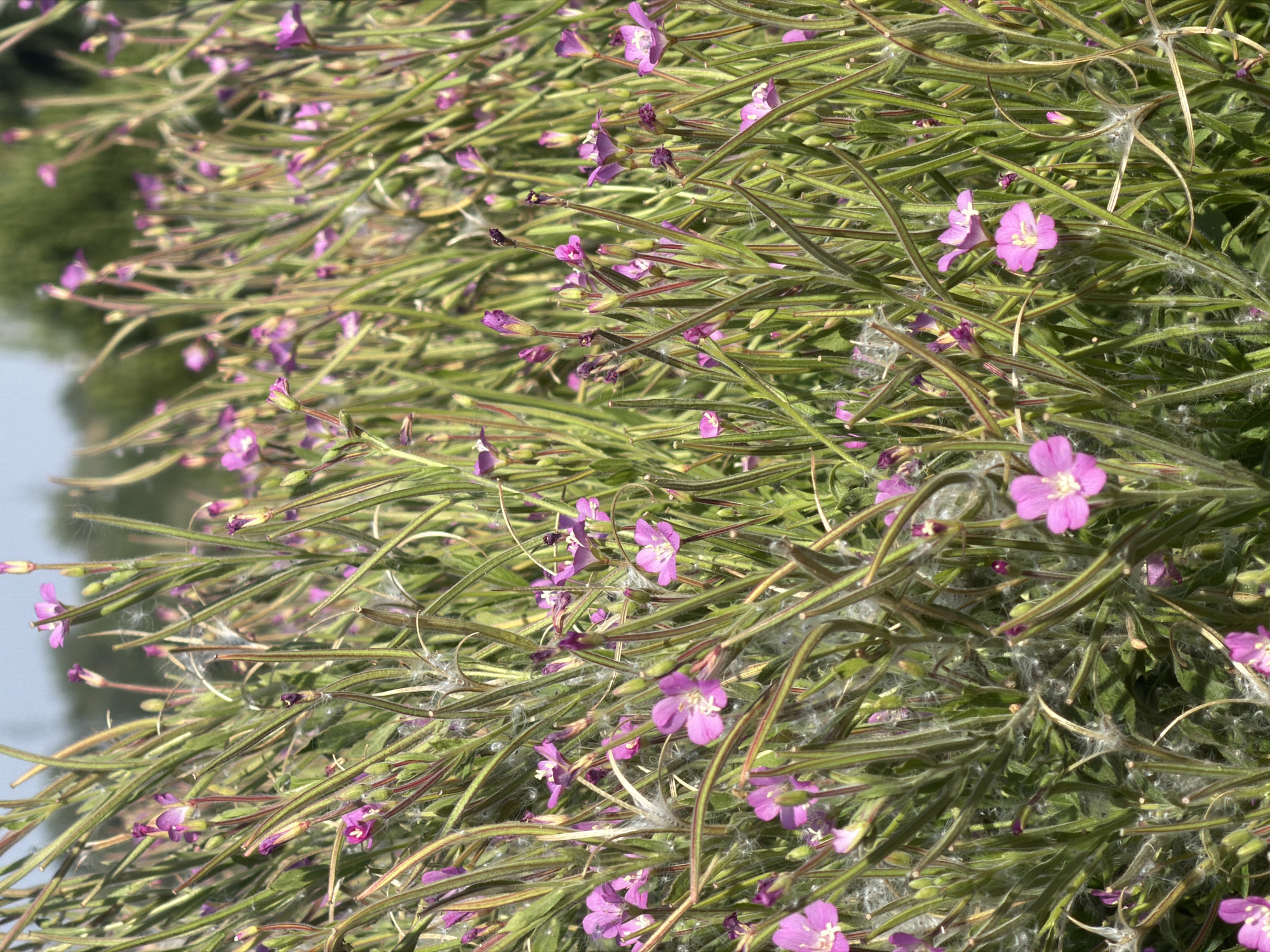 The image depicts a dense cluster of tall, thin green plants with numerous small, vibrant pink flowers. The flowers have four petals and a delicate appearance. Some plants are in bloom, while others have developing buds. Fluffy white seed structures are visible among the stems and flowers, suggesting the plants are in the process of seeding. The background is blurred, showing hints of green foliage and a light blue sky, indicating an outdoor natural setting. The scene is likely a meadow or field. The image was taken in Valdefresno, Spain.