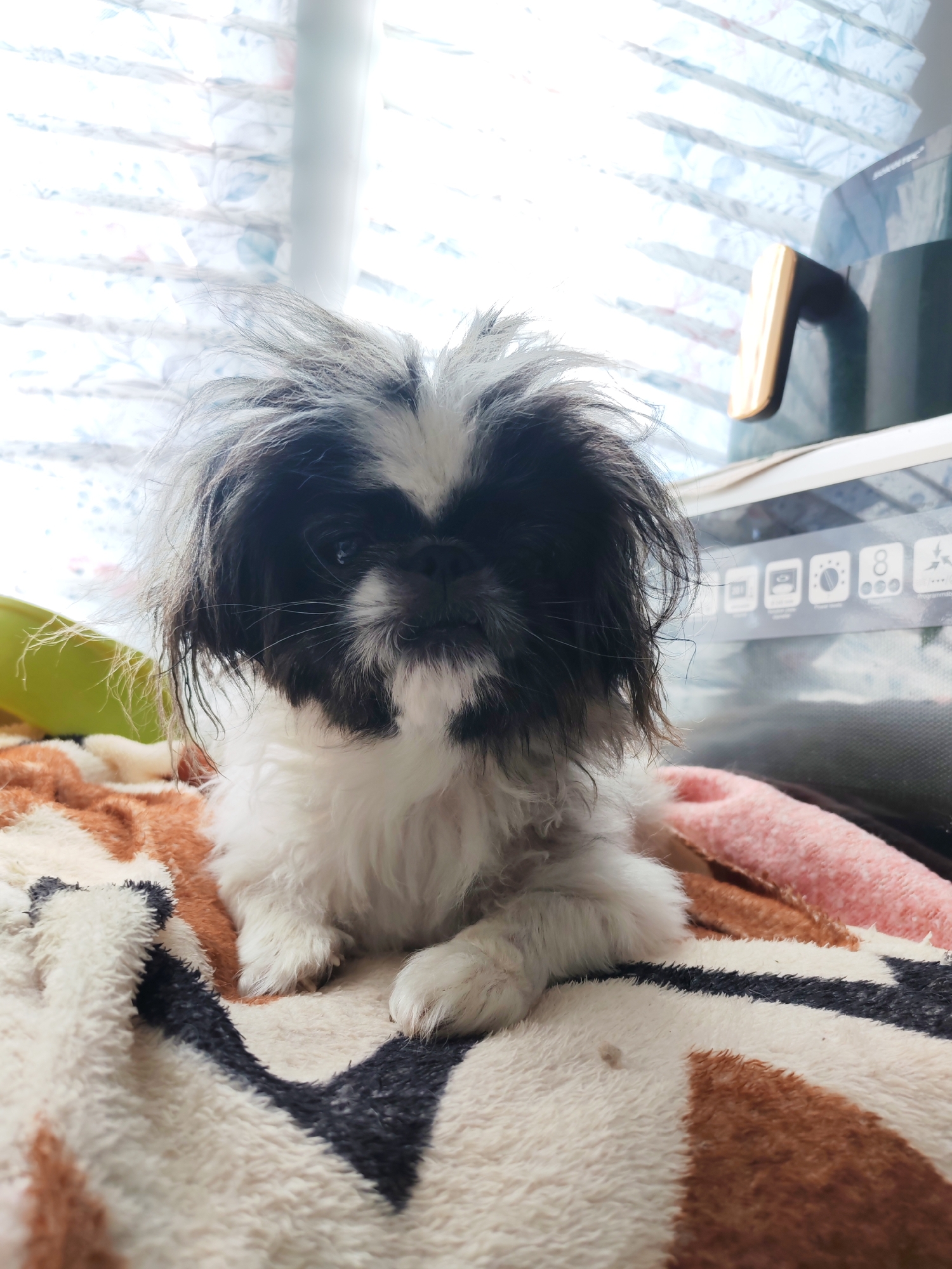 A close-up, eye-level shot shows a small, black and white Shih Tzu puppy with shaggy fur and a black mask over its eyes, sitting on a patterned blanket. The puppy's fur is messy, and its eyes are looking directly at the camera. The background is out of focus and appears to be a window with sheer curtains, and a dark object with a gold handle. The image does not contain enough information to determine its location within the city of Izhevsk, Russia, or any specific details about people, actions, or interactions.