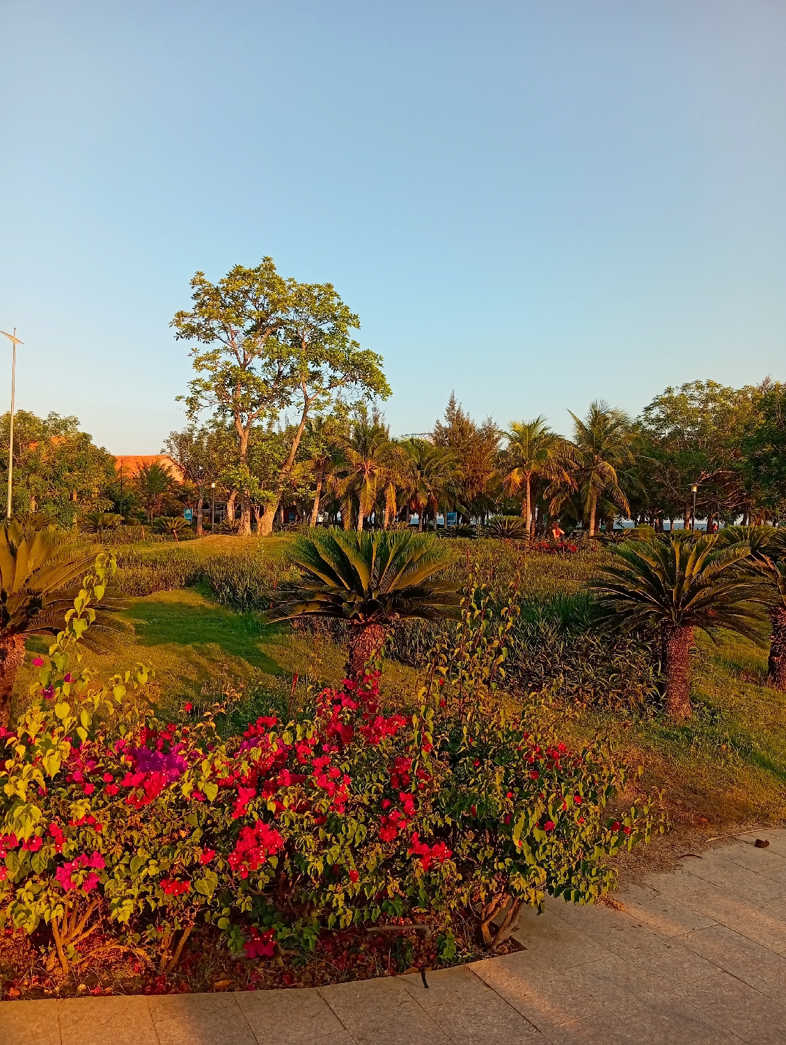 The image depicts a vibrant, well-maintained park or garden in Khánh Hải, Vietnam, during the golden hour, indicative of either sunrise or sunset. The low, warm sunlight casts a soft, golden glow across the landscape, illuminating the foliage and creating gentle shadows.
In the foreground, a prominent bush bursts with bright red and pink flowers, resembling bougainvillea, adding a splash of intense color. Several cycad palms with their distinctive stiff, dark green fronds and robust trunks are scattered throughout the midground and foreground. A light gray paved walkway or path edge is visible in the bottom right, featuring rectangular patterns.
The midground and background are densely populated with a variety of trees. A tall deciduous tree with lush green foliage stands out towards the center-left. Behind it, and extending across the horizon, is a dense line of palm trees, likely coconut palms, interspersed with other tree types, including some with a pine-like appearance. Green grass and varied undergrowth cover the ground. A slender light pole is visible on the far left side of the frame.
The sky is a clear, light blue, suggesting fair weather. The scene is devoid of people or specific activities, conveying a peaceful and serene atmosphere. There is no visible text in the image. The overall impression is one of natural beauty and tranquility within a tropical landscaped environment.