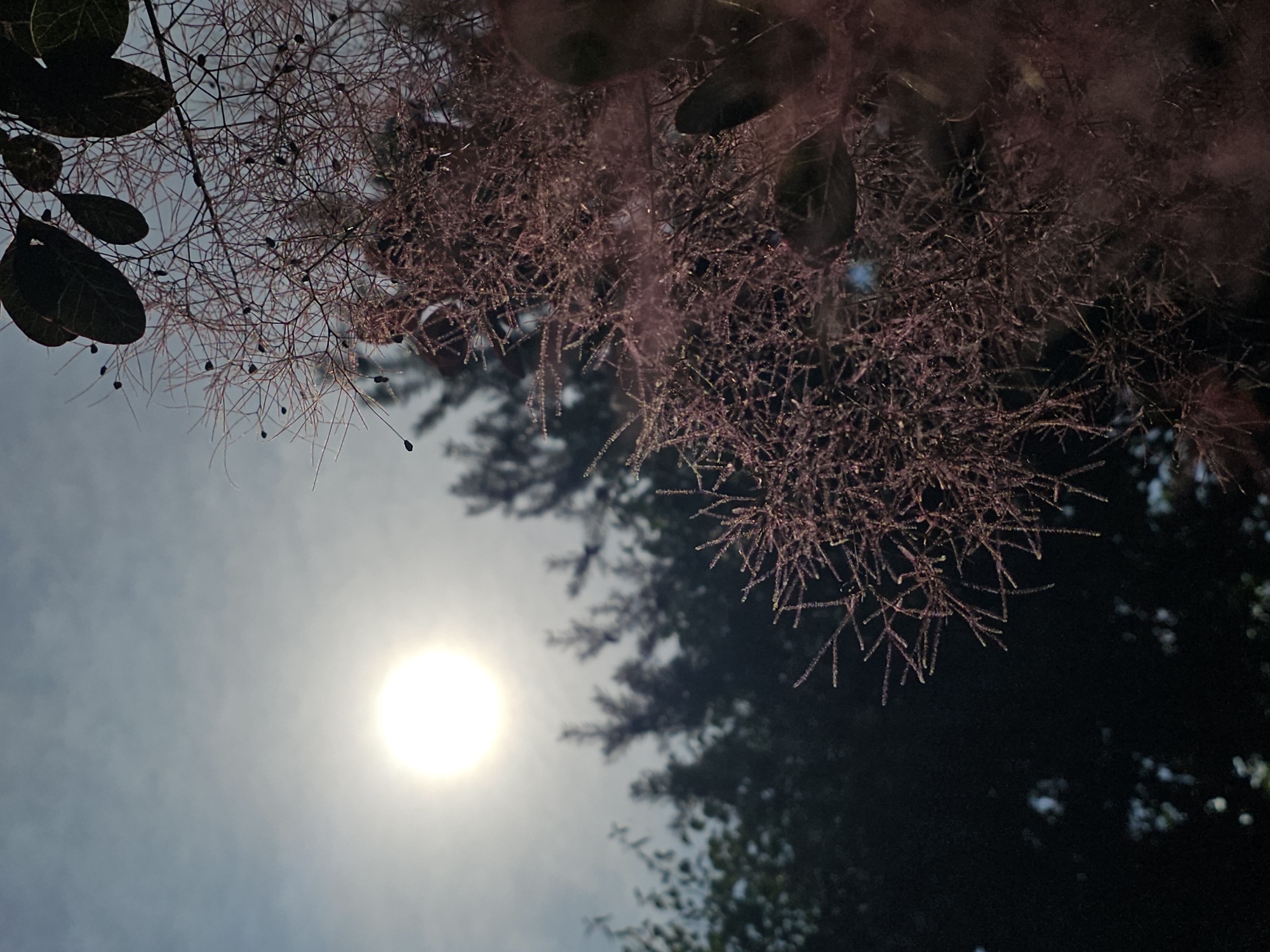 This image captures a low-angle view of the sky with the sun partially obscured by a wispy haze. In the foreground, a branch of a plant with feathery, pinkish-brown seed heads and dark leaves is visible. The background is filled with the dark silhouettes of trees, suggesting a wooded area. The overall scene evokes a sense of a natural setting, possibly on the outskirts of Ulitkino, Russia, with the sun filtering through the atmosphere. There are no people or specific actions depicted.