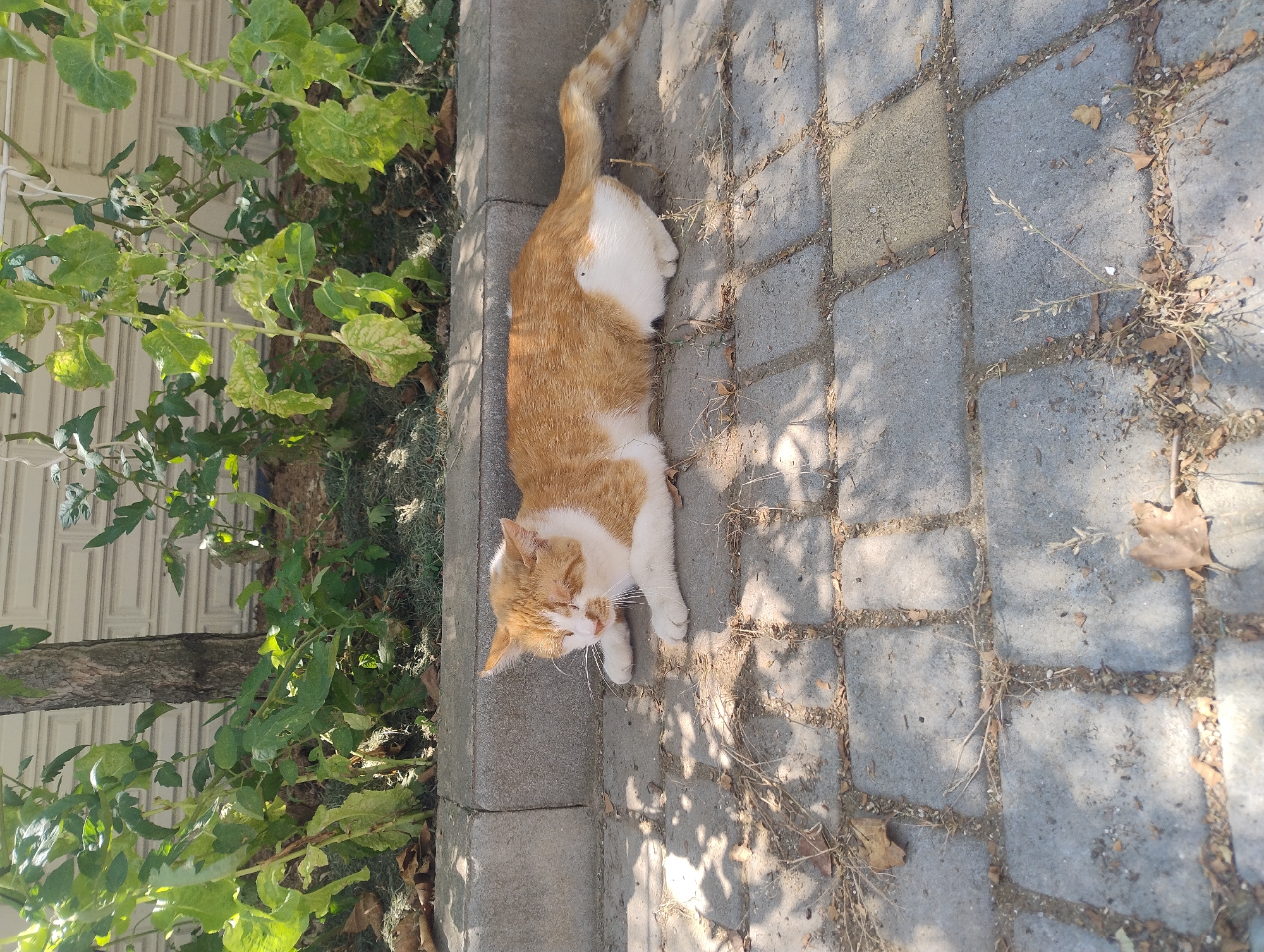 An orange and white cat is lying on its side on a cobblestone path. The cat is facing to the left, with its eyes closed. The cat's body is mostly orange with white patches on its chest, belly, and paws. A tree trunk is visible behind the cat, and to the left of the tree trunk is a hedge of green plants. The background is a white wall with a textured pattern. The lighting suggests it is daytime, with shadows cast on the ground from the leaves of the plants.