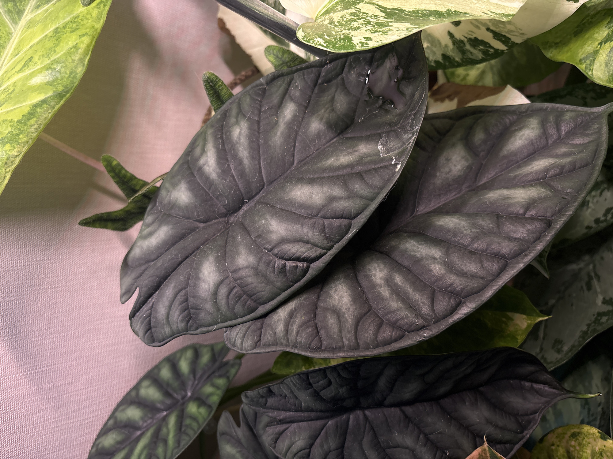 The image shows a close-up of dark, textured leaves of a plant, possibly an Alocasia species, with prominent veins and a slightly iridescent sheen. There are hints of other variegated green and white leaves in the background, suggesting a collection of houseplants. The lighting appears to be artificial, possibly from a grow light, casting a pinkish hue on the textured surface behind the plants. There are no people or specific urban environmental elements visible. The image does not contain any information that would allow for its location to be determined in Mikhaylovsk, Russia.