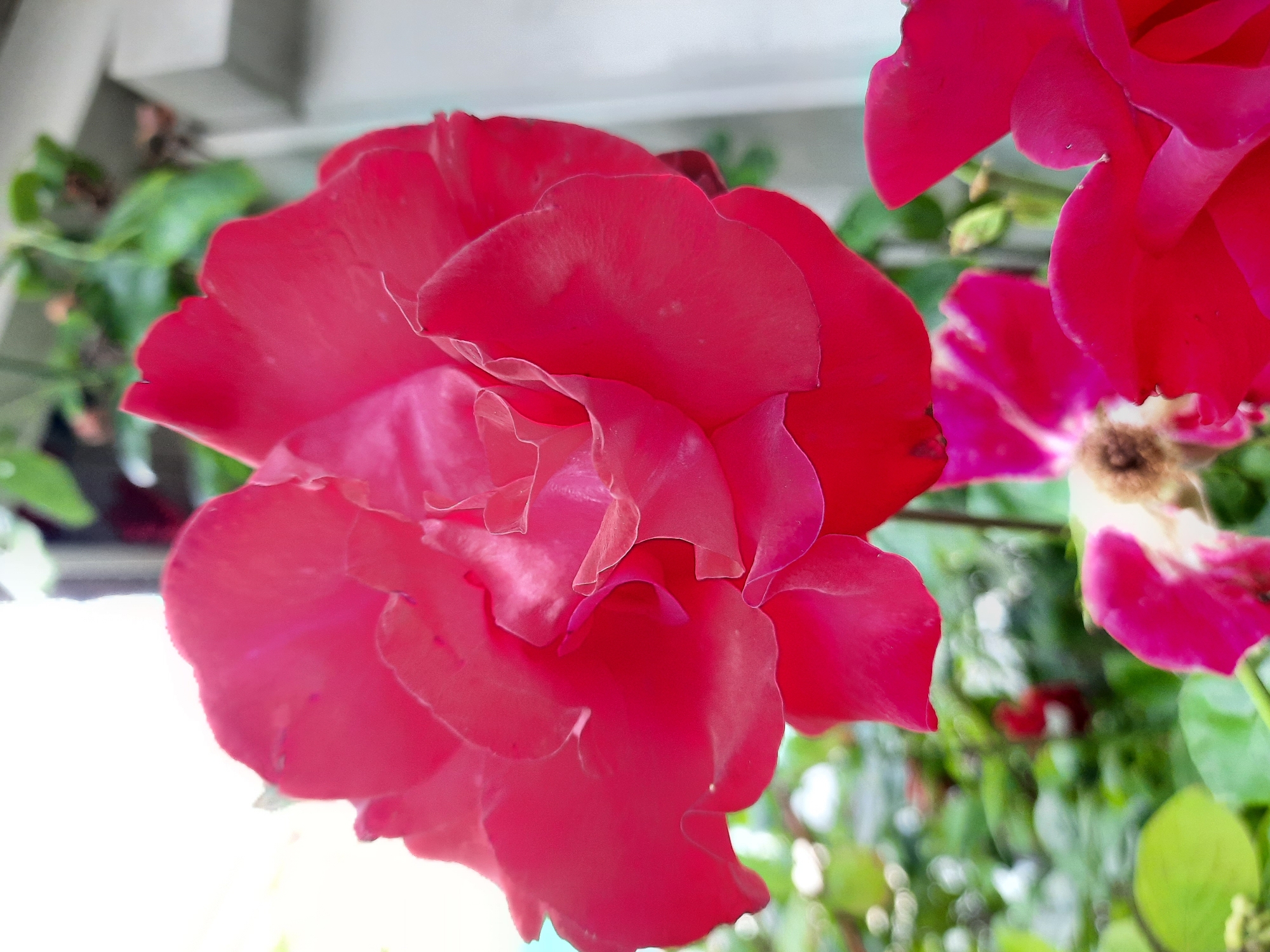 A close-up, slightly angled, full-frame shot features a vibrant, unfurling crimson rose. The rose's petals are a deep, rich red with delicate, wavy edges, catching the light and revealing subtle variations in shade. The center of the rose is a complex swirl of tightly packed, ruffled petals. In the blurred background, hints of other pink and red roses are visible, along with soft green foliage and a muted white and gray architectural element, possibly a building or fence. The lighting suggests an outdoor setting, likely during daylight hours. There are no people present in the image. The scene is not identifiable as being specifically in Rosenheim, Germany; it depicts a general garden or floral setting.