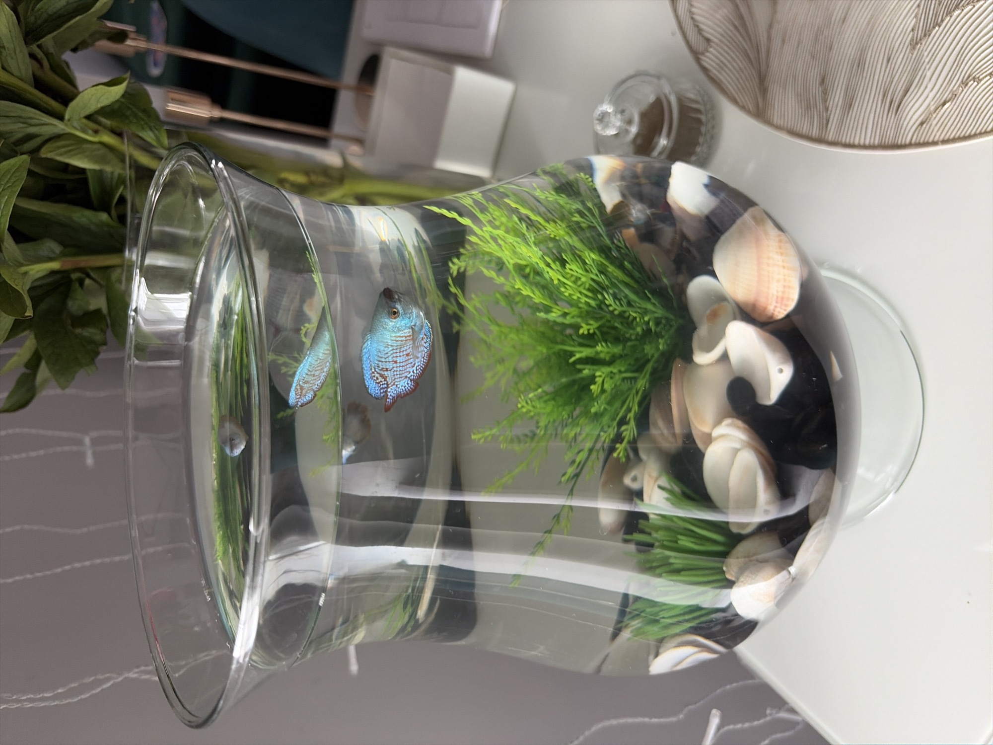 The image shows a clear glass fishbowl containing two betta fish, one blue and one lighter colored. The fishbowl is decorated with green artificial plants, shells, and dark pebbles. It is placed on a white surface, possibly a table, next to a vase of green foliage and a small glass container with a lid. The background is a plain gray wall with white string lights. The scene is indoors and appears to be a domestic setting. There is no information in the image to suggest a location in Moscow, Russia.