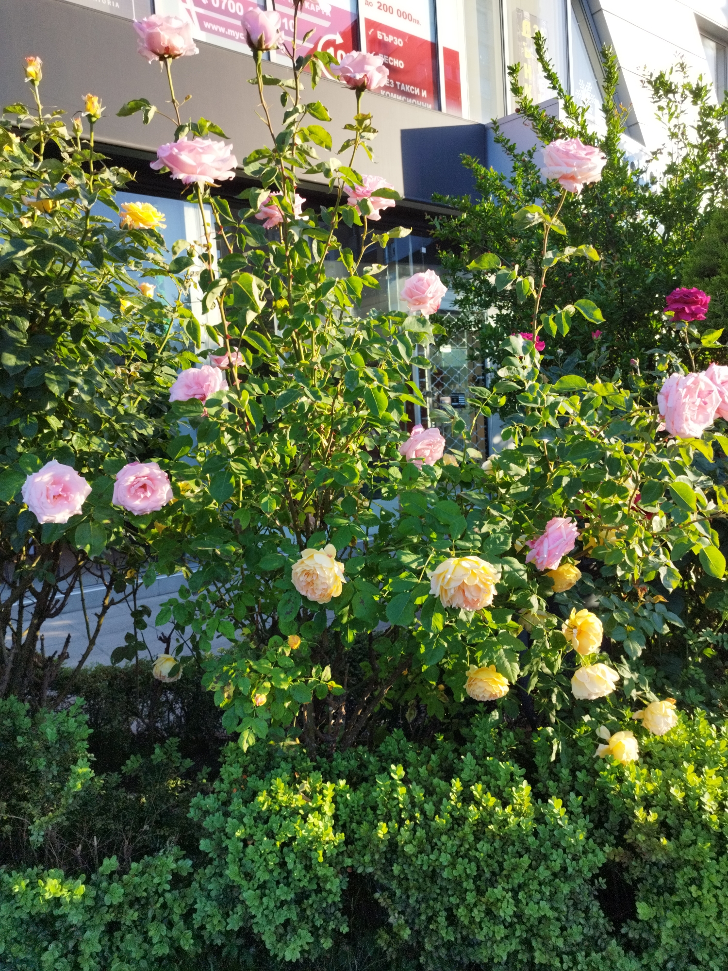 A vibrant cluster of pink and yellow roses is planted in front of a commercial building on a sunny day in Sofia, Bulgaria. The roses are in full bloom, with the pink flowers dominating the upper section of the bush. Several yellow roses are lower down. Dense green shrubbery provides a base for the rose bushes. The background features a modern building with windows and signage in Bulgarian. The scene appears to be outdoors, potentially a roadside planting.
