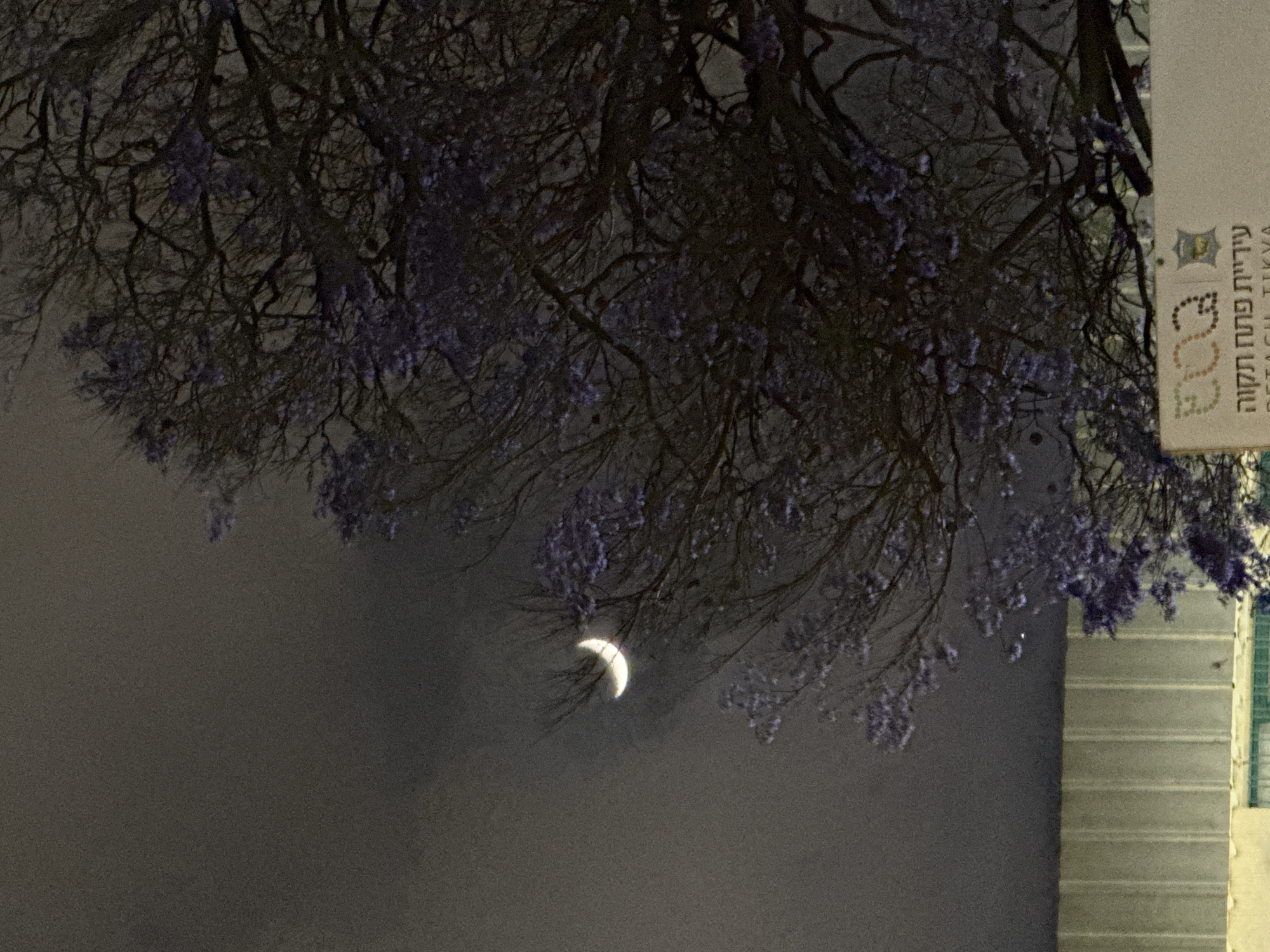 A nighttime scene in Petah Tikva, Israel, shows a crescent moon visible in the night sky. Overhanging branches with sparse leaves, possibly a jacaranda tree with faded purple blossoms, frame the upper portion of the image. To the right, part of a sign is visible, with the Hebrew text "עיריית פתח תקווה" (Petah Tikva Municipality) written on it. The background sky is dark and appears overcast, with low visibility of the moon.
