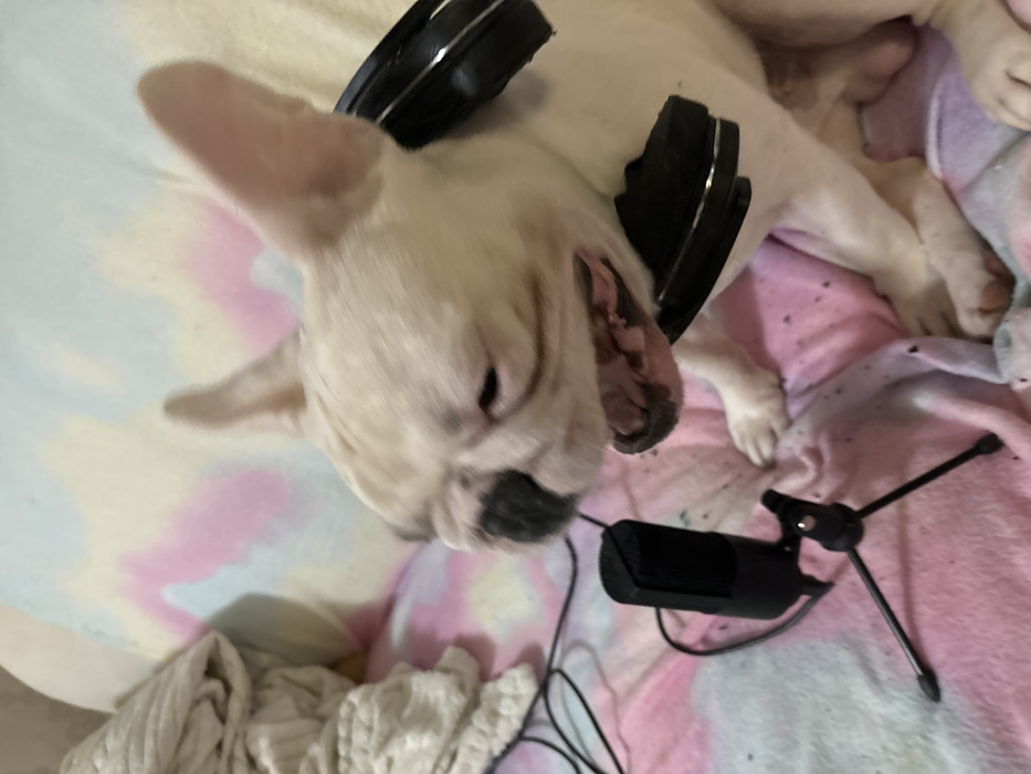In the city of Chaikovsky, Russia, an indoor scene depicts a cream-colored French Bulldog with dark markings on its snout. The dog wears black over-ear headphones with silver accents positioned around its neck, rather than over its ears. Its mouth is wide open, exposing its tongue and lower teeth, and its eyes are partially closed. To the dog's immediate left, a black condenser microphone with a foam windscreen is mounted on a small black tripod stand, with a black cable extending from it. Both the dog and the microphone are situated on a soft surface covered by a pastel tie-dye patterned blanket in shades of pink, blue, and yellow. A crumpled light-colored fabric is visible in the upper left background. No human subjects are present.
