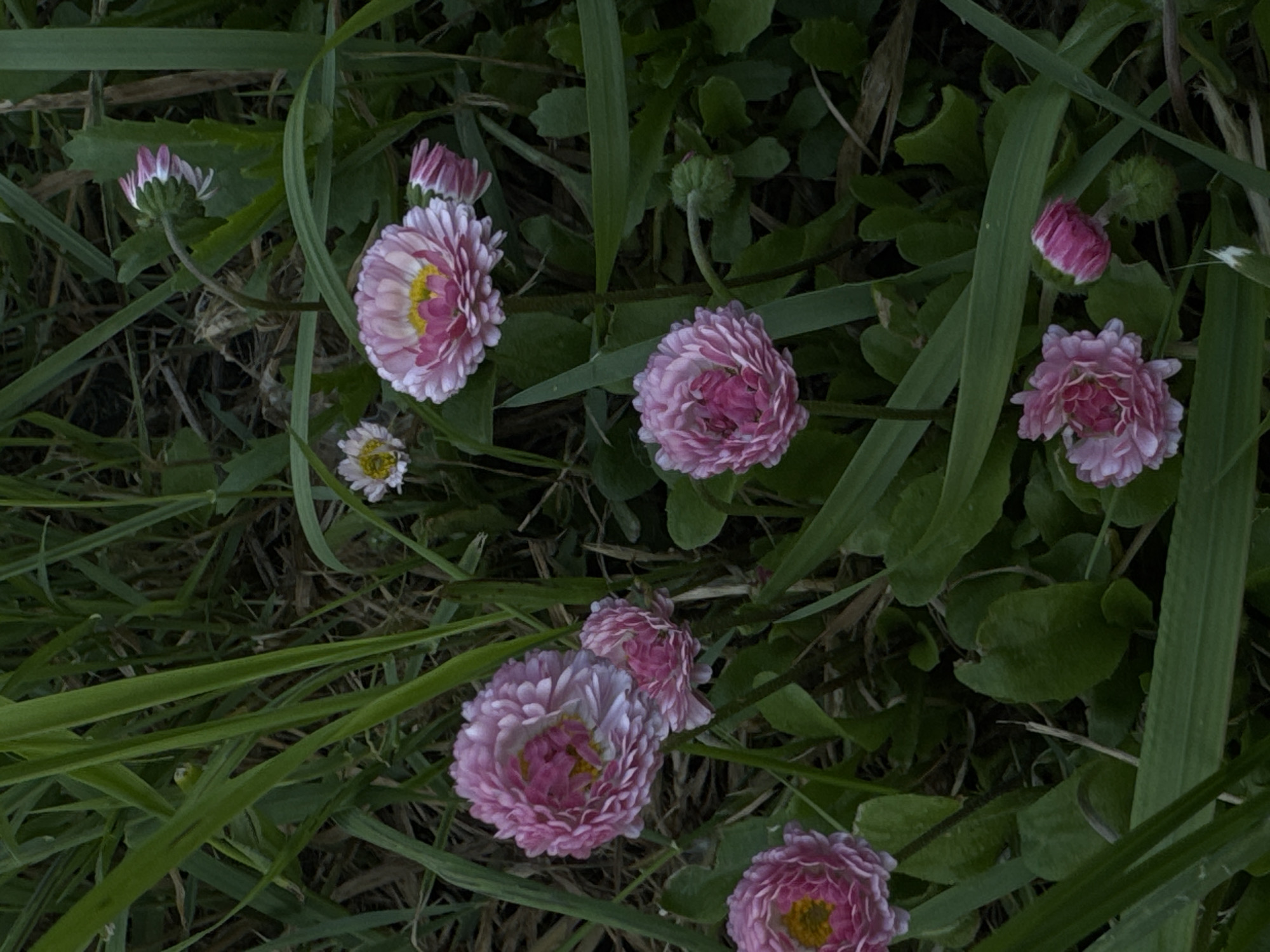 This media file presents a close-up, top-down view of several double-flowered daisies, likely *Bellis perennis* 'Pomponette' or a similar cultivated variety, nestled within a bed of green grass and other low-lying foliage. The flowers display a vibrant range of pink hues, with many petals transitioning from a deeper pink at their centers to lighter pink and white towards their ruffled edges. A small yellow disk is visible at the core of the more open blooms.
Several flower buds, tightly closed and showing their characteristic pink and white tips, are also scattered throughout the frame, suggesting different stages of blossoming. The flowers are surrounded by a dense mix of thin, long green grass blades and broader, darker green leaves, forming a natural, somewhat wild setting.
The lighting appears soft and diffused, indicating either an overcast sky, early morning, or late evening conditions, as there are no harsh shadows. The scene evokes a sense of natural tranquility and simple beauty. No human activity or specific events are depicted, and there is no visible text in the image. This natural scene is located in Chaikovsky, Russia.