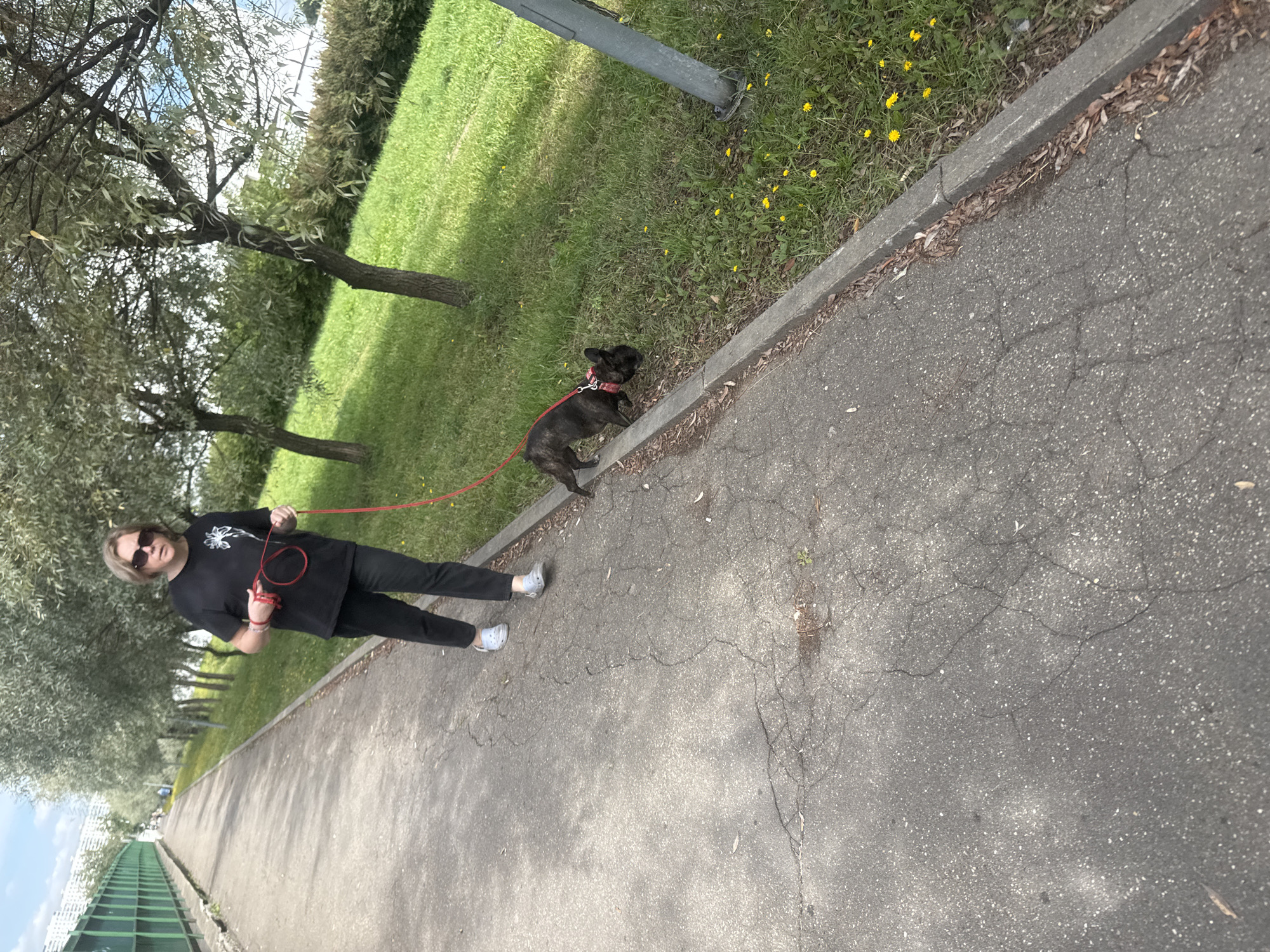 A person with blonde hair and sunglasses walks a French bulldog on a leash along a cracked asphalt path. The person is wearing a black t-shirt, black pants, and light blue clogs. The dog is black and is on a red leash. The path is bordered by a grassy area with yellow wildflowers and trees. In the background, there is a green fence and a tall building. The scene appears to be in a park or residential area.