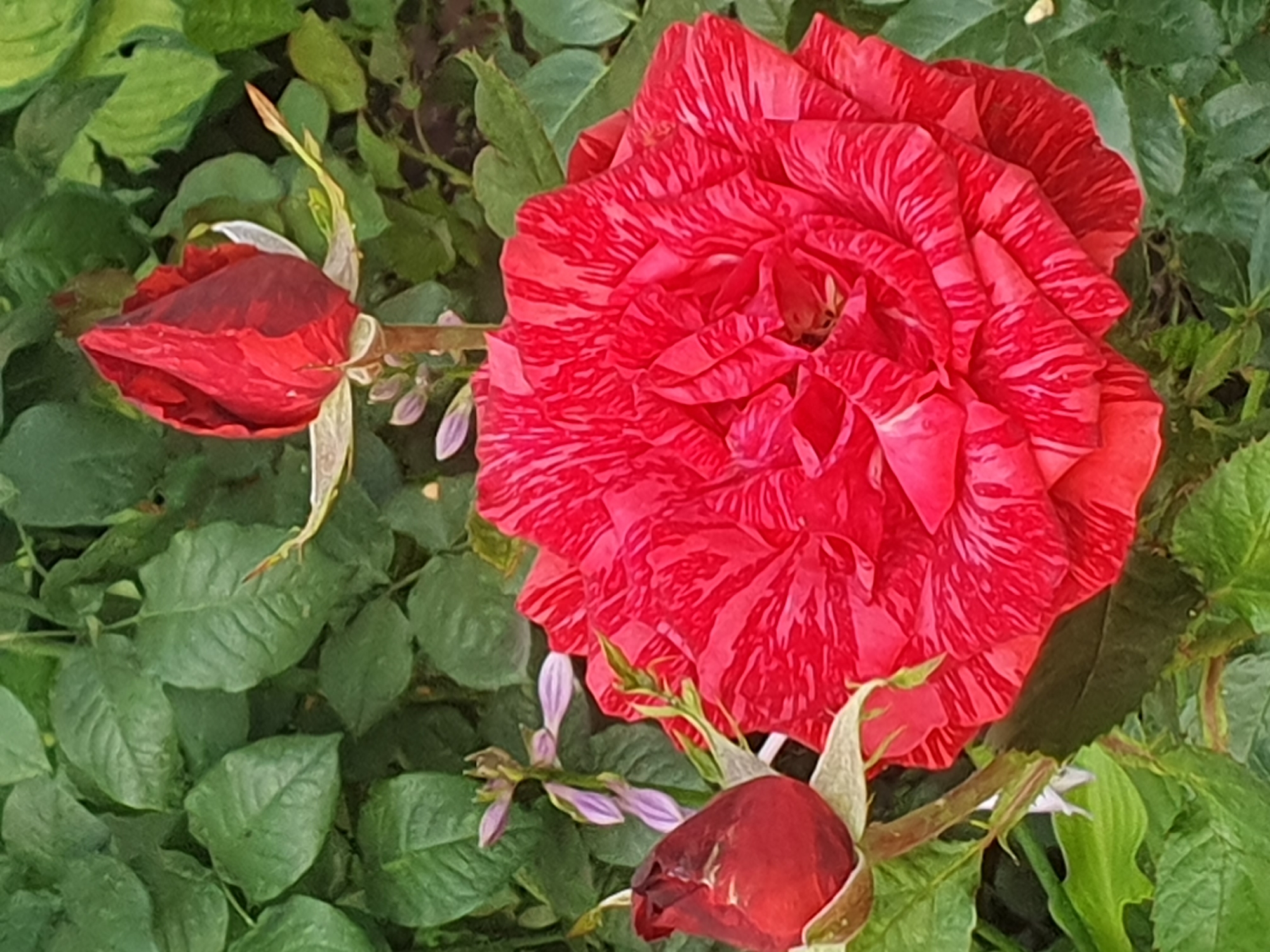 This media file shows a close-up, high-angle shot of a rose bush. The main subject is a large, fully bloomed red rose with stripes of lighter red and pink, suggesting it is a bi-colored variety. The rose is positioned in the center and to the right of the frame. To the left and bottom of the frame, there are two rosebuds, one more developed than the other, both a deep red color. Small, light purple flowers are visible amongst the foliage in the background. The leaves of the rose bush are a lush green, creating a backdrop for the flowers. The lighting suggests it might be daytime, possibly outdoors in natural light, with no strong shadows indicating a specific time of day. The scene is a garden setting. There is no visible text in the image. The location context is Chelyabinsk, Russia, which implies a temperate climate where roses would typically bloom.