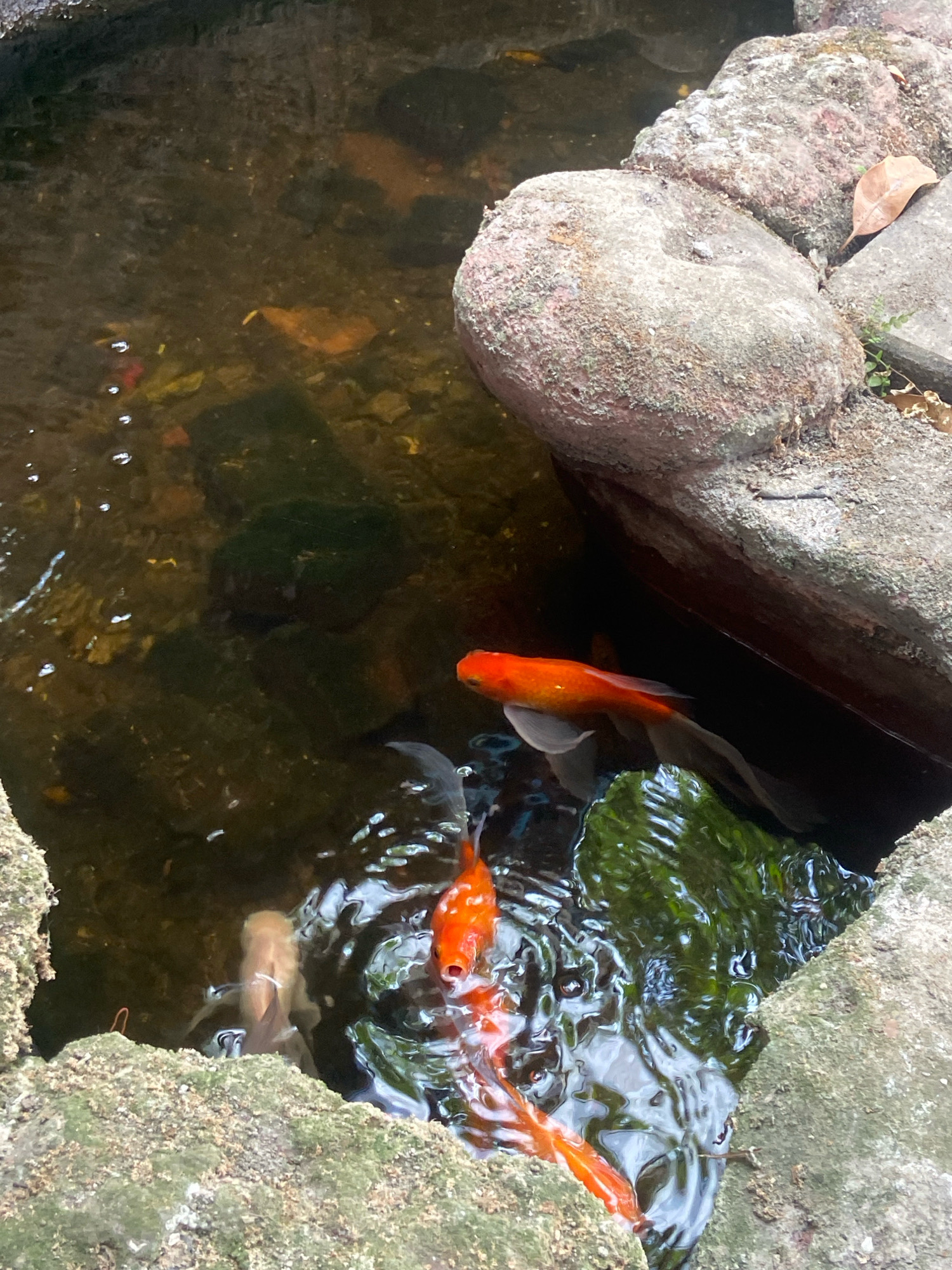 An overhead view of a small, naturalistic pond with several koi fish swimming in the murky, brown water. Large, textured grey rocks, some covered in moss, form the edges of the pond. One large orange koi is prominently featured in the center right of the frame, with its body angled and its tail fanned out. Other koi, appearing to be smaller and lighter in color, are partially visible near the bottom left and center of the image. The water is disturbed in places, suggesting movement from the fish. Sunlight appears to be filtering into the water, creating reflections and highlighting the fish. The overall setting suggests an outdoor environment, possibly a garden feature.