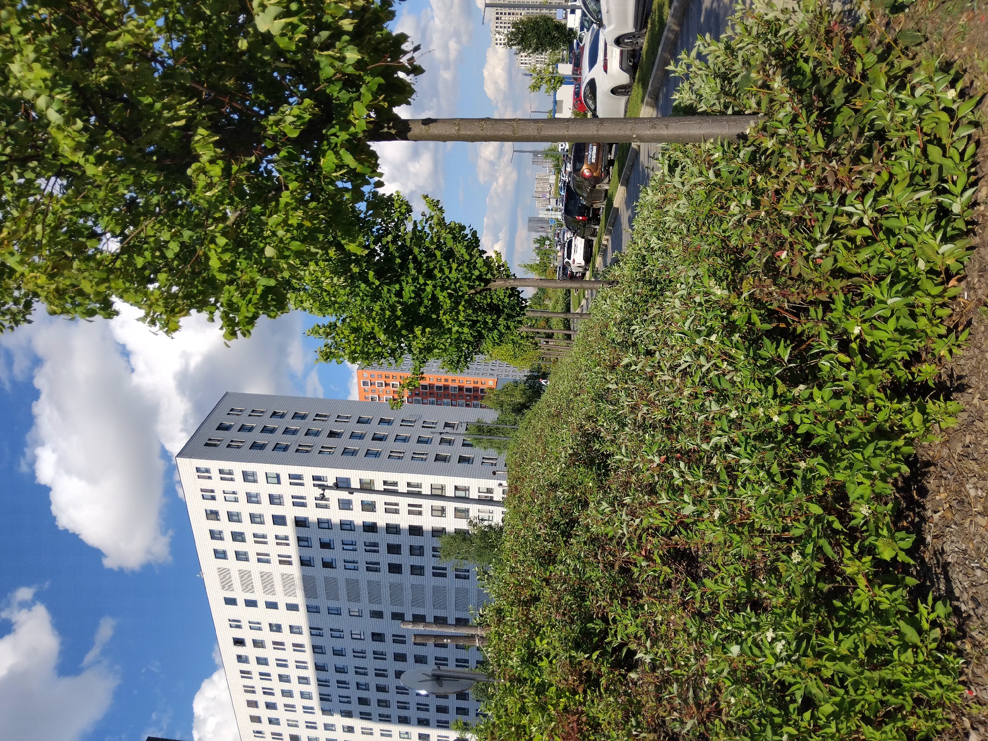 A sunny day in an urban environment features a modern white apartment building with numerous windows on the left. In the foreground, dense green bushes are visible. A row of trees lines a paved area to the right, with a parking lot filled with various cars and more buildings in the background. The sky is blue with white clouds.