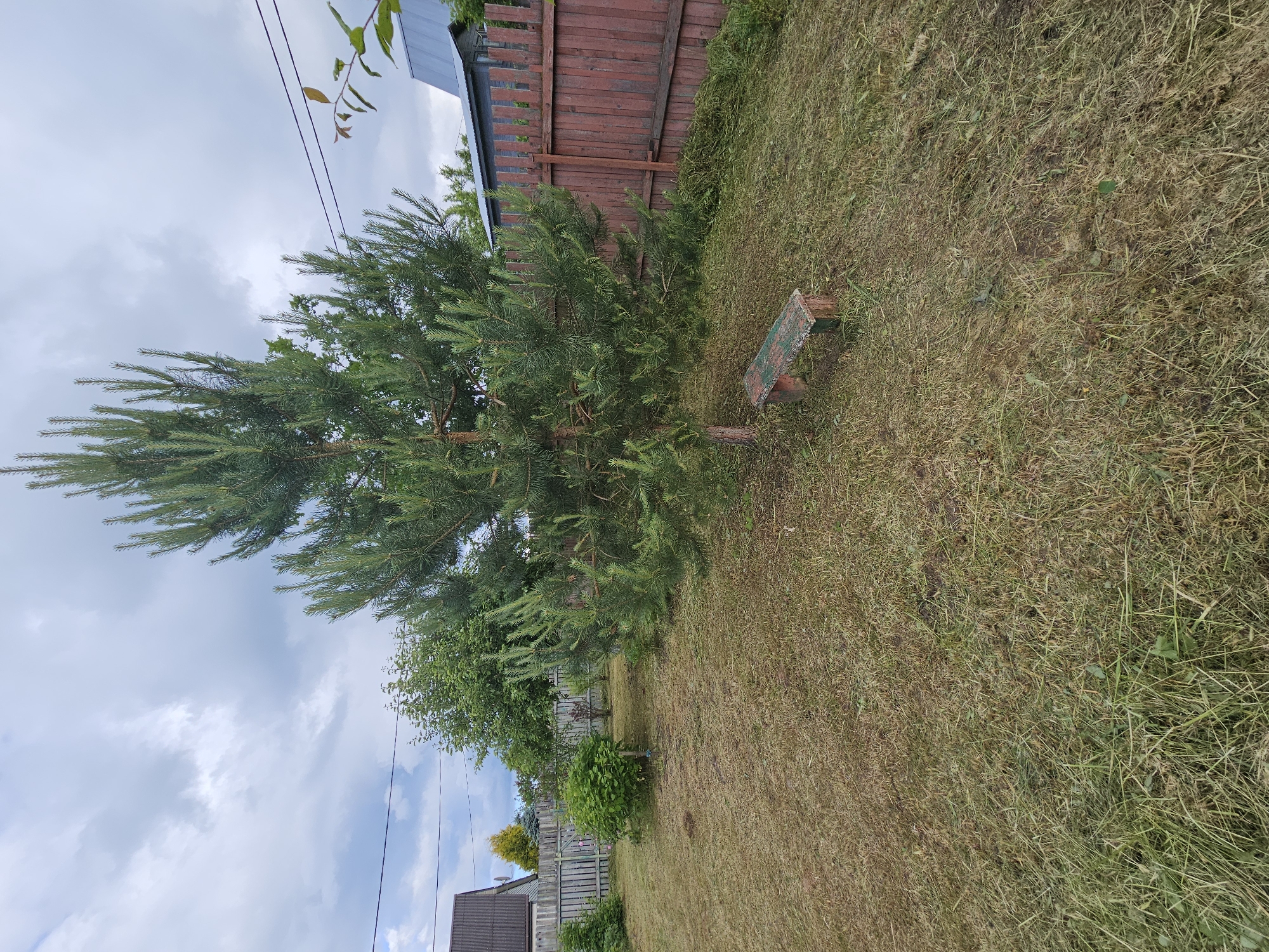 In Chukholovo, Russia, a residential backyard is captured under a cloudy sky. A large evergreen tree dominates the foreground, its branches reaching towards the sky. To the right, a weathered wooden fence encloses the yard, partially obscured by the tree. A simple, rustic bench with a green and red painted surface rests near the base of the tree, set against a backdrop of freshly cut grass. The yard itself is mostly covered in dry, matted grass, with patches of greener growth and scattered leaves. In the distance, the roofs of houses and other vegetation are visible, suggesting a rural or suburban setting. The overall scene is one of a quiet, lived-in outdoor space.