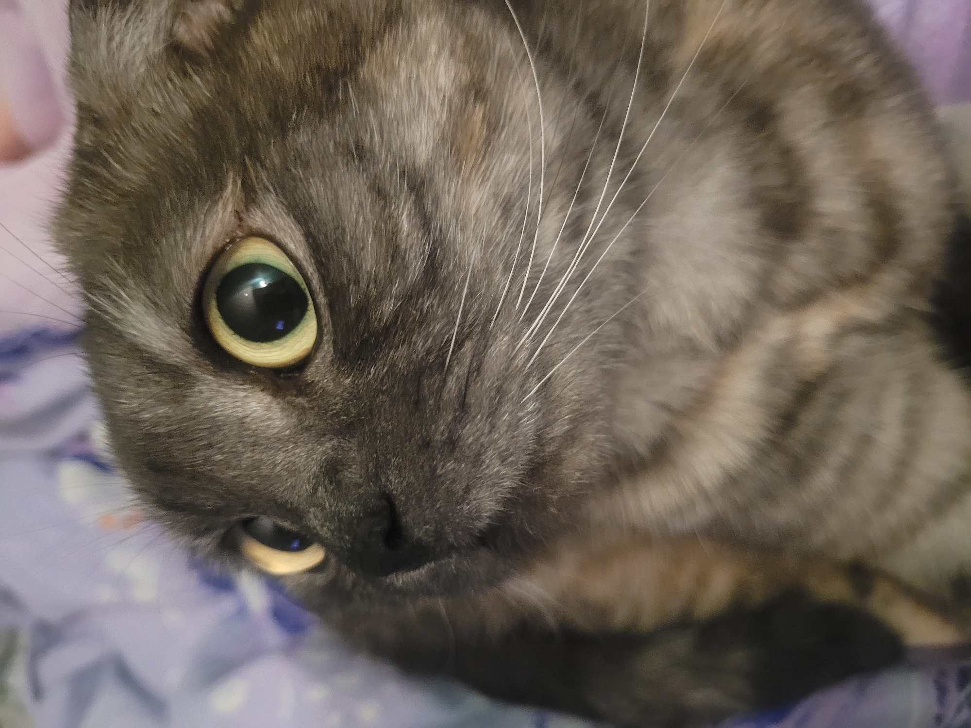 A close-up shot focuses on the face of a gray tabby cat with green eyes and white whiskers. The cat appears to be lying on a surface with a blurred floral pattern, suggesting fabric or bedding. The cat's gaze is directed slightly downward and to the left. There is no indication of Izhevsk, Russia or any city.