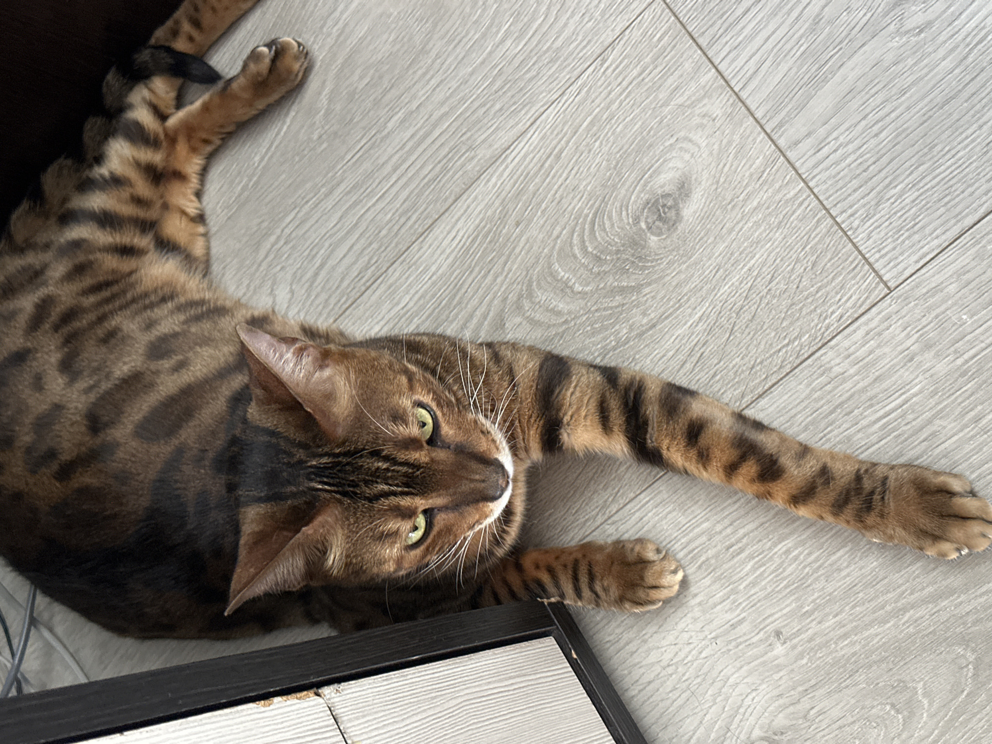 A brown and black striped Bengal cat is lying on a light gray wooden floor next to a black and white cabinet. The cat has green eyes and is looking forward. Its body is extended, and its paws are resting on the floor. The lighting suggests an indoor environment, possibly a room in a residential building in Energetik, Russia. There are no people or other animals visible in the image. The scene is still and quiet.