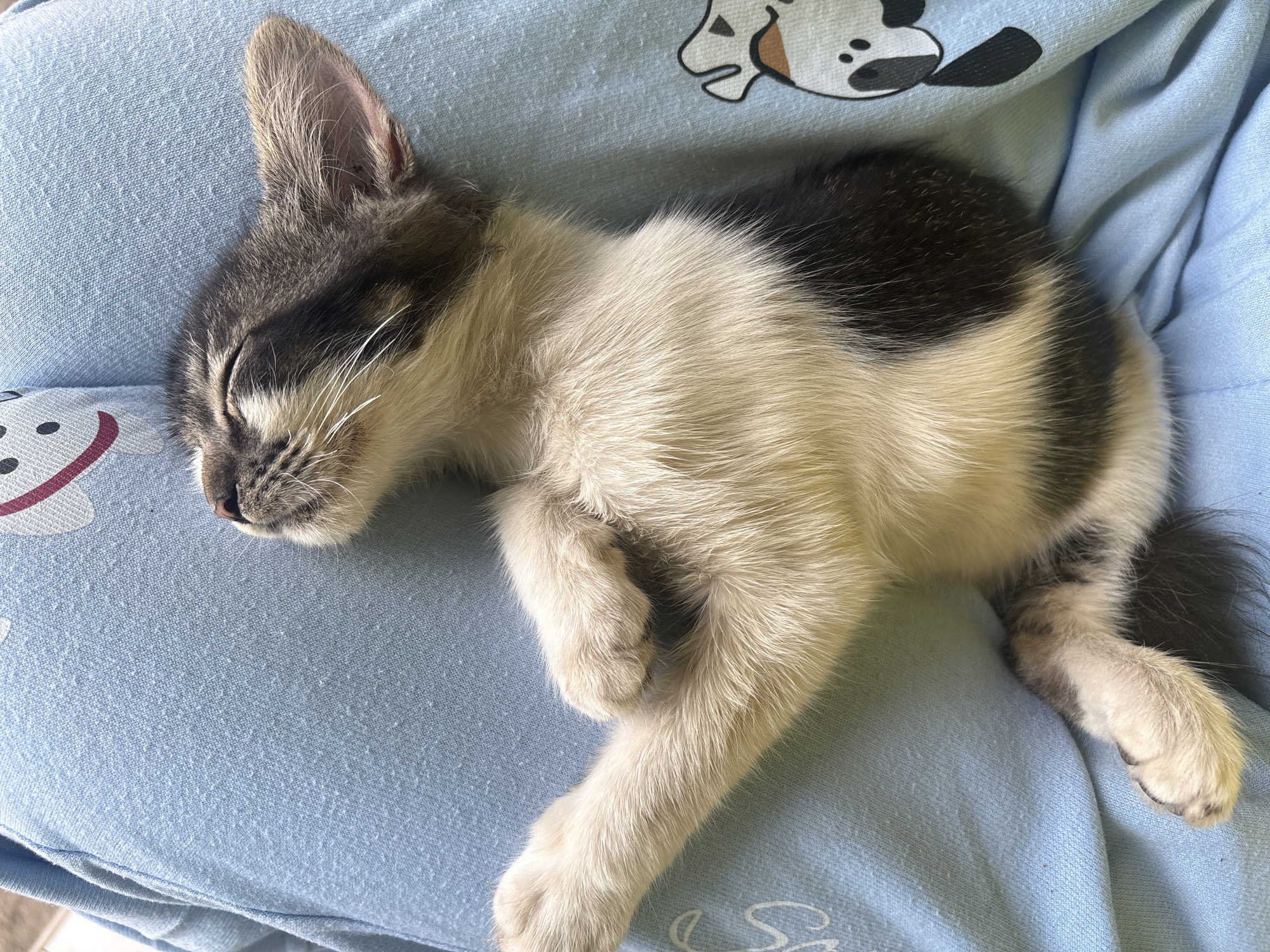 A close-up, top-down shot captures a young kitten sleeping comfortably on a light blue fabric, possibly clothing, with cartoon animal prints visible. The kitten, a tabby with patches of black and white fur, is curled on its side with its eyes closed, exhibiting a peaceful slumber. One of its front paws is extended, while the other is tucked near its chest. The fabric beneath the kitten shows some pilling, indicating its texture. The overall environment appears to be indoors. There is no discernible information related to Pasirlangu, Indonesia in this image.