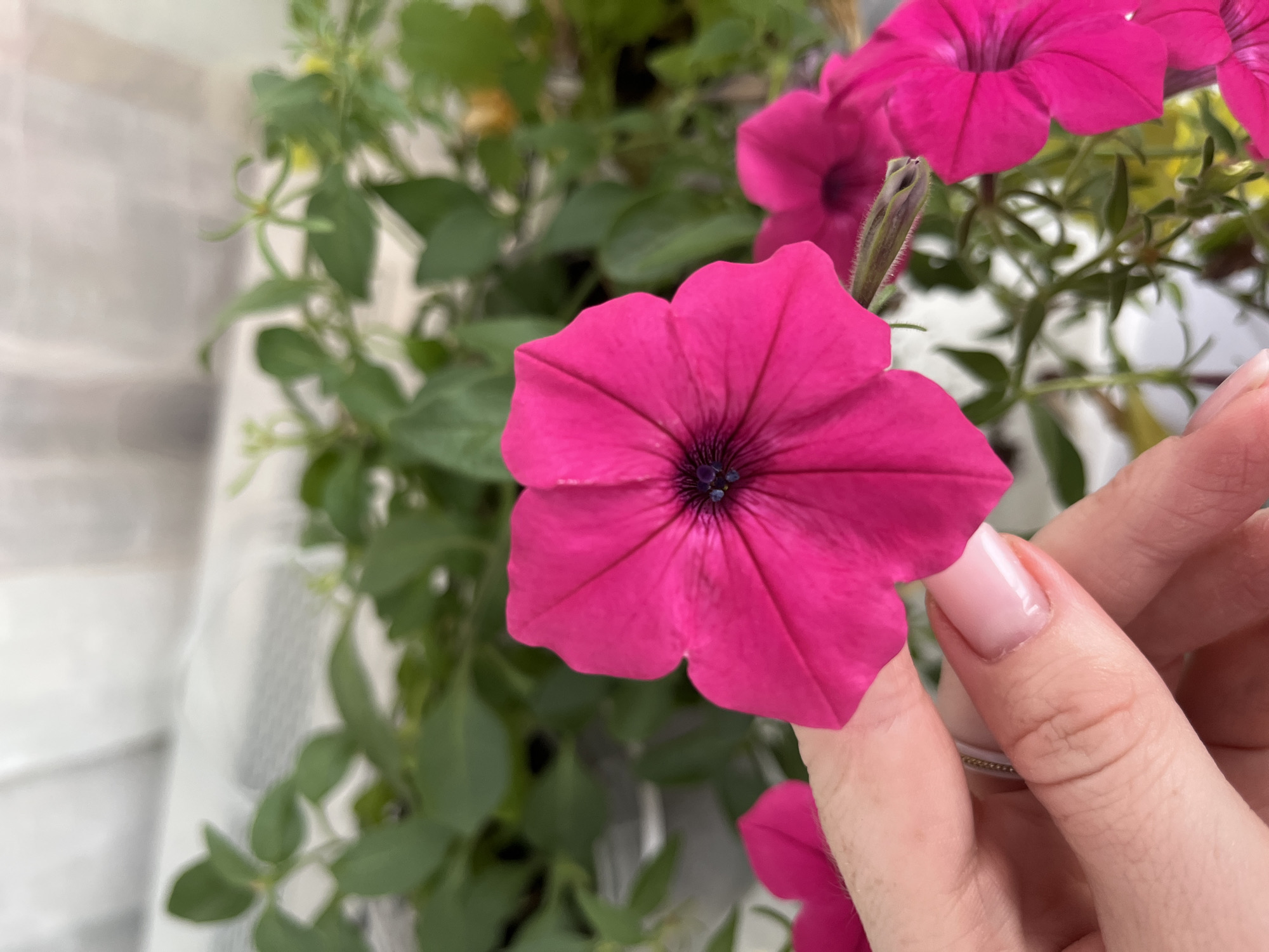A close-up, eye-level shot focuses on a vibrant, fuchsia-pink petunia flower. The flower's petals are intricately veined and arranged in a symmetrical, star-like pattern, with a deep purple-black center. A hand with neatly manicured, pale pink nails gently supports the flower from below and the left. The hand wears a delicate, thin ring on the ring finger. In the background, lush green foliage is blurred, with hints of other pink petunias visible, suggesting a garden or potted plant arrangement. The lighting is soft and diffused. The image does not contain information that allows for determining its location in the city of Chaikovsky, Russia.