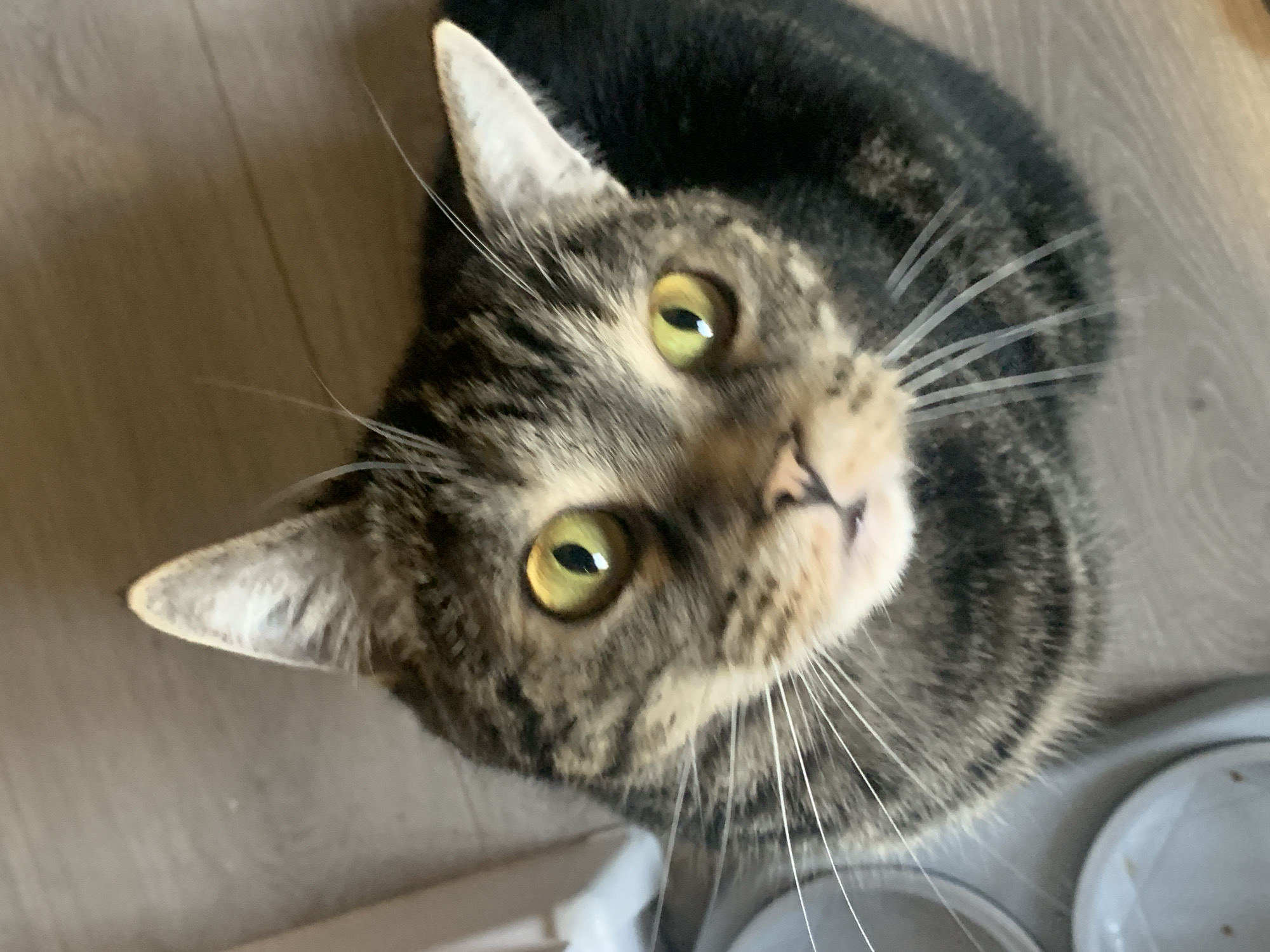 An eye-level, high-angle shot shows a close-up of a tabby cat looking up. The cat has green eyes, black stripes on its brown fur, and white whiskers. It is sitting on a wooden floor, and two white bowls are visible in the lower left of the image. The background is blurred.