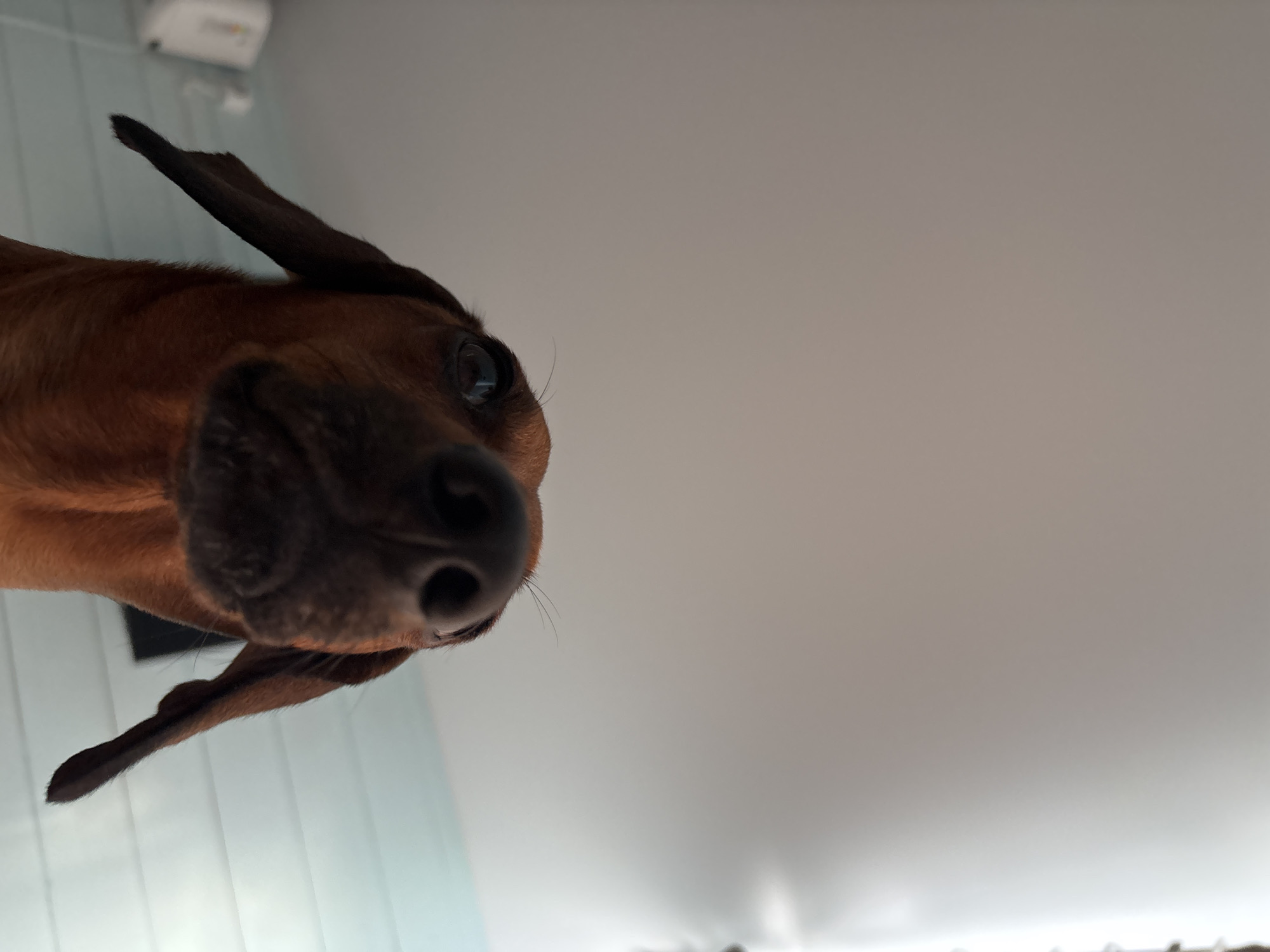 A low-angle, close-up shot shows a dachshund's face from a worm's-eye view. The dog, a rich brown color, has large, floppy ears and is looking directly at the camera with a curious expression. Its snout and nostrils are prominently displayed, and its dark eyes appear wide. The background consists of a plain, light-colored ceiling and a light blue wall with vertical paneling on the left side of the frame. A white object, possibly a ventilation grate or light fixture, is visible on the wall. The lighting is bright and diffused, suggesting daytime. The image appears to have been taken indoors. The overall impression is playful and intimate, capturing the dog's perspective looking up at its owner.