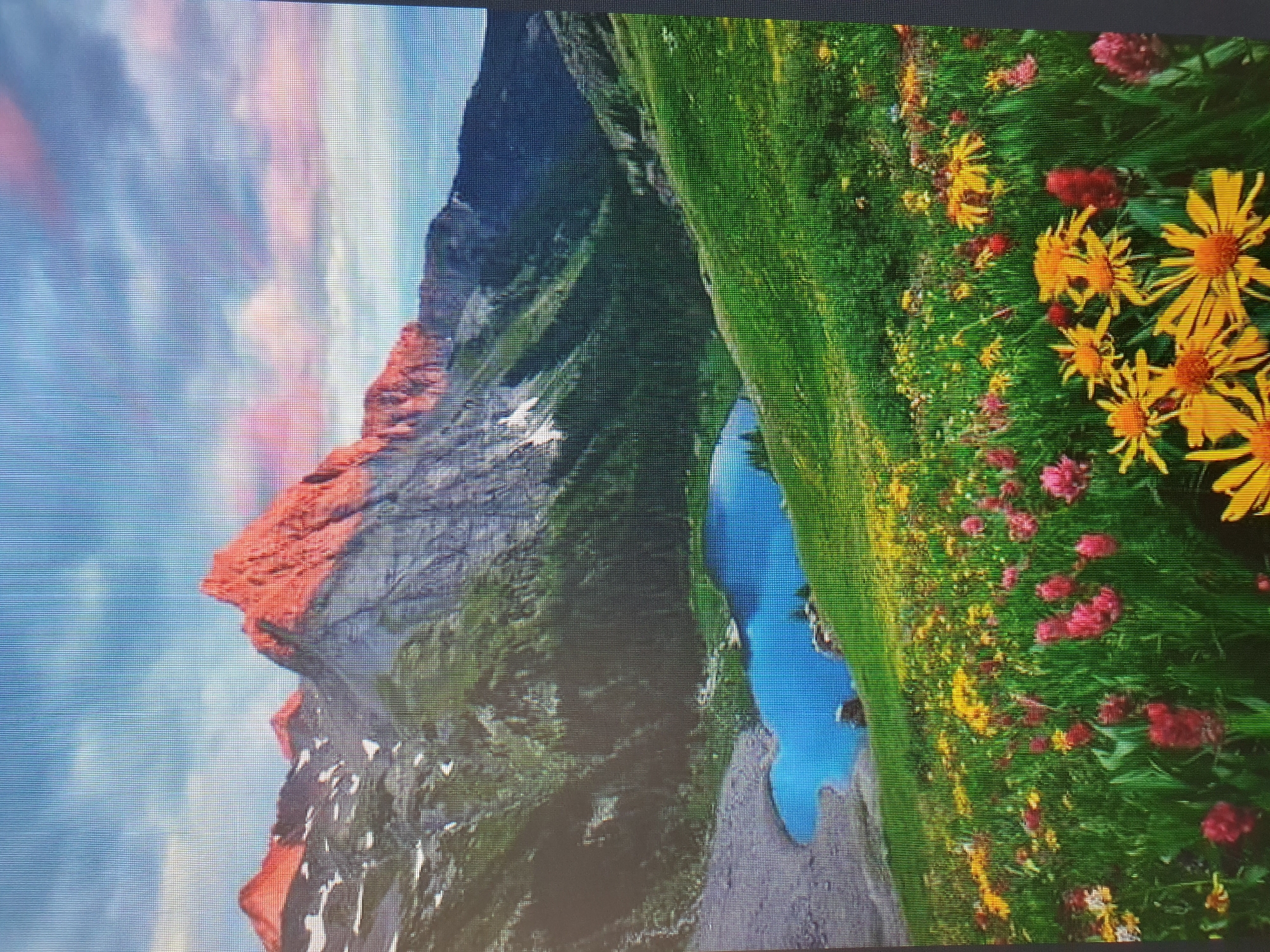 The image depicts a scenic mountain landscape with a vibrant alpine meadow in the foreground. A clear, blue lake is situated amidst green slopes, with a majestic, snow-capped mountain peak illuminated by the warm glow of sunrise or sunset. The mountain is rugged and steep, with patches of snow clinging to its upper reaches. The foreground is a riot of color, with a dense carpet of wildflowers, predominantly yellow and pink, blooming in lush green grass. The sky above is a blend of soft blues and pinks, with wispy clouds adding to the serene atmosphere. There are no people or urban elements visible in the image.
The image does not show any location within the city of Tashkent, Uzbekistan. This scene is characteristic of a high-altitude mountain region, likely in the Alps or similar mountainous terrain.