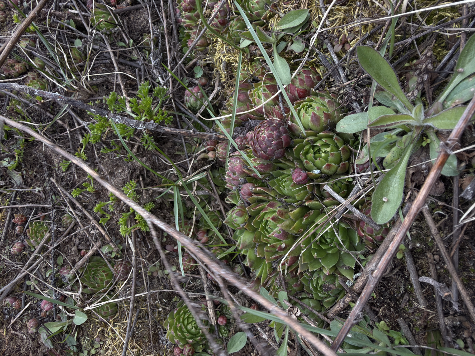 This close-up, overhead shot captures a dense patch of ground vegetation and organic debris, indicative of an outdoor, natural setting in Chaikovsky, Russia. The primary subjects are numerous clusters of succulent plants, identified as Houseleeks (Sempervivum), distinguished by their intricate rosettes of fleshy leaves. Many rosettes exhibit a vibrant green color with reddish-purple tips, while others appear entirely reddish-brown. Smaller, budding rosettes are also visible, indicating new growth.
Interspersed among the succulents and the dark, earthy soil are various elements of plant detritus, including thin, dry twigs, small branches, and blades of green grass. Patches of moss or dried, light-colored vegetation are present, particularly in the upper and central parts of the image, contributing to the rugged ground cover. Additionally, small plants with fine, light green leaves can be seen in the lower left and upper left corners, alongside a few broader-leaved plants, one with a slightly fuzzy texture, on the right side of the frame.
There is no visible human or animal activity. The scene appears natural and untended. The lighting suggests daytime, possibly under an overcast sky or indirect light, as no strong shadows are cast. No text is visible within the image. The overall impression is one of resilient plant life thriving amidst natural decay and organic matter on what appears to be rocky or well-drained soil.
