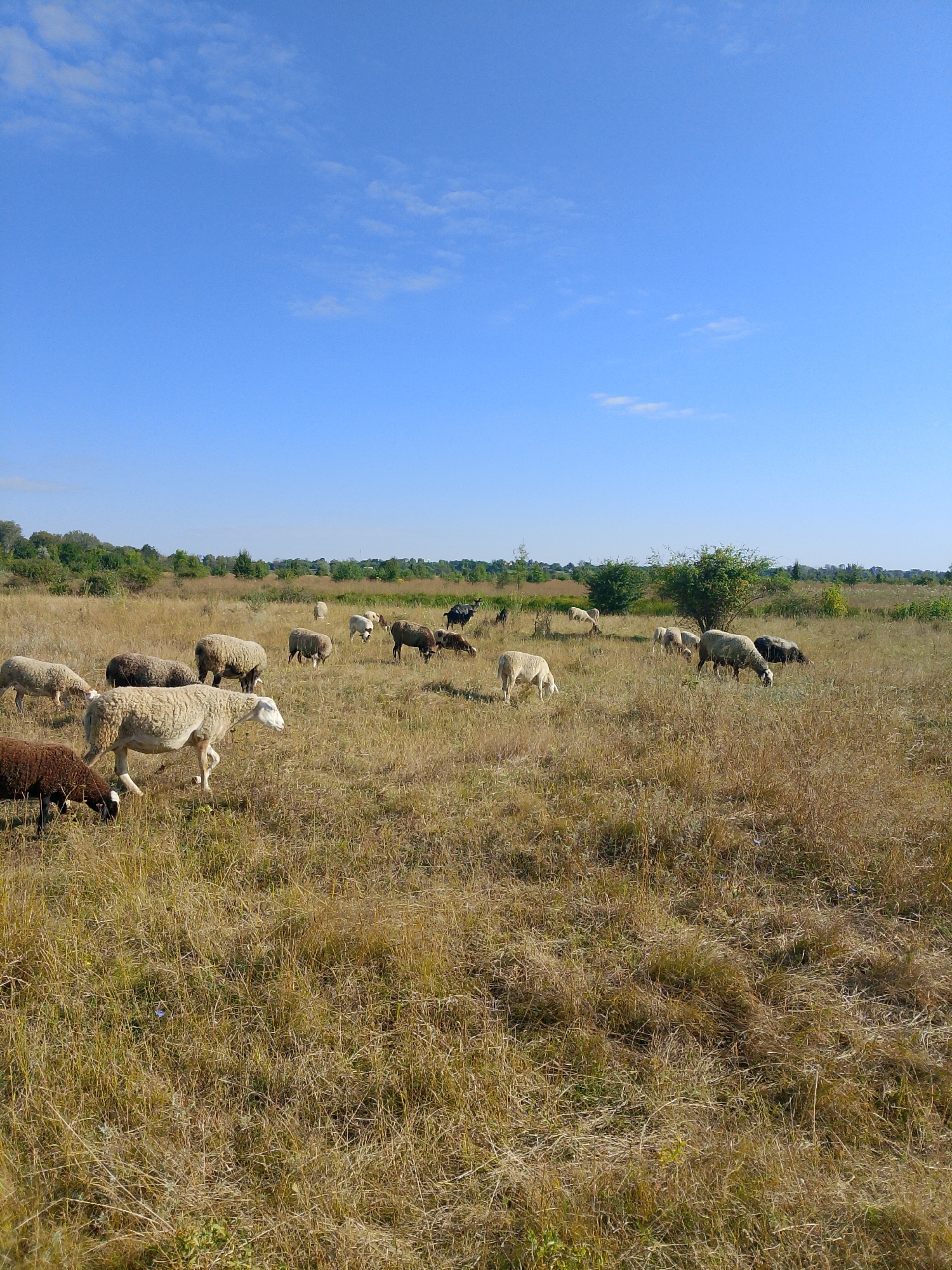 A herd of sheep grazes in a dry, grassy field under a clear blue sky. The sheep, varying in color from white to brown and black, are scattered across the landscape. Some are actively eating the dry grass, while others stand or walk. In the background, a line of trees forms a distant horizon. The overall scene suggests a rural or pastoral setting, possibly a meadow or pasture in the countryside.