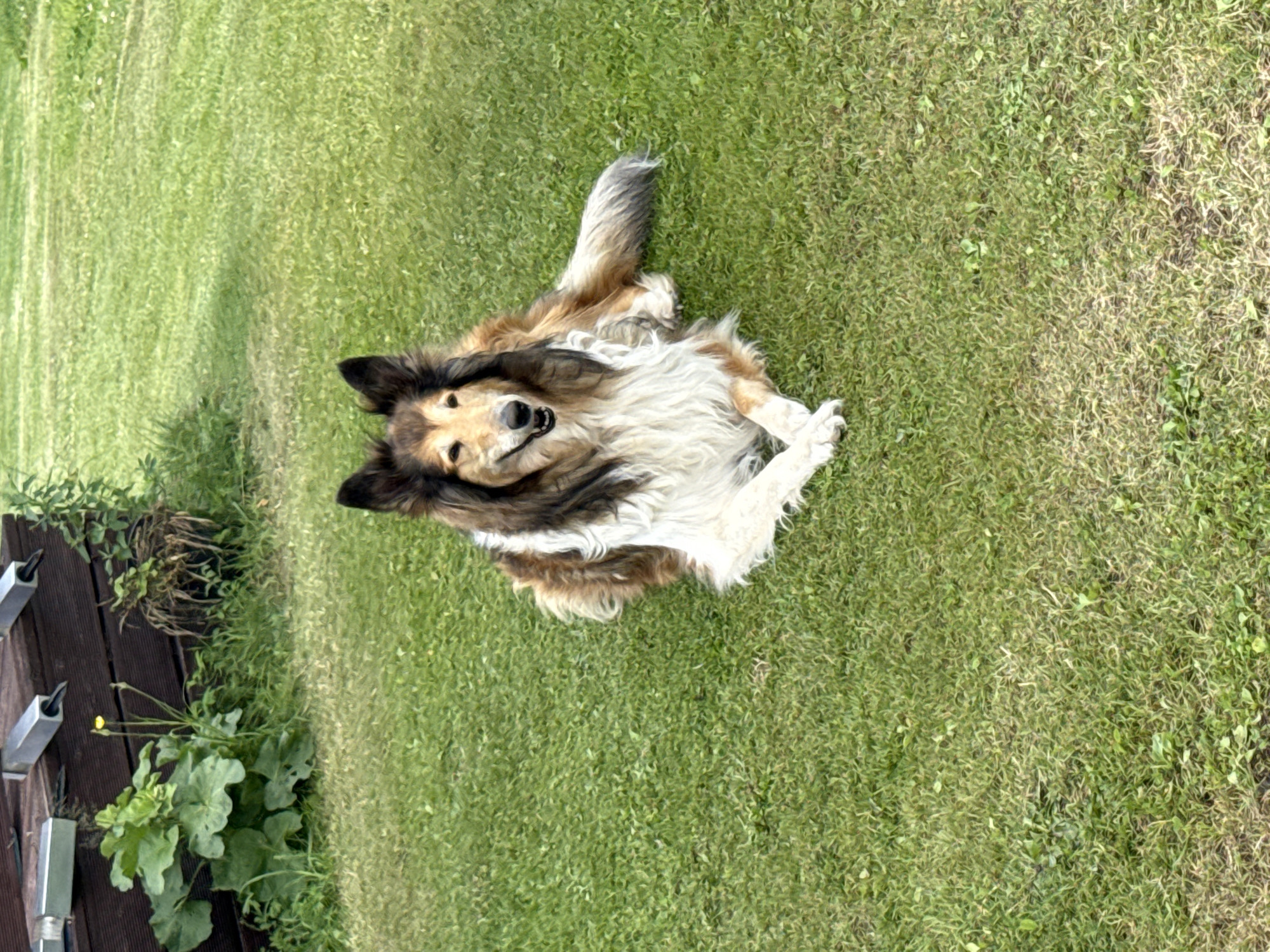 A sable and white Collie dog is lying on a lush green lawn. The dog is facing the camera with its head tilted slightly and its mouth open in a relaxed pose. Its front paws are crossed, and its hind legs are extended to the side. The dog has a long, flowing coat with a mixture of brown, black, and white fur. The background consists of more green grass and some foliage on the left side of the image, including a large leafy plant and a wooden structure with some metal fixtures. The scene appears to be outdoors in a yard, possibly in a rural or suburban setting.