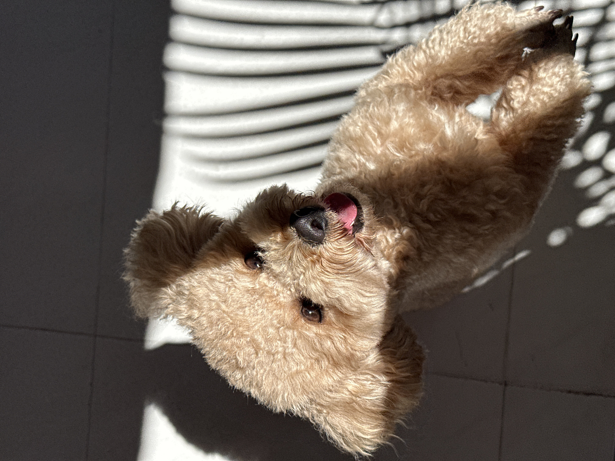 A medium-sized, light brown poodle lies on its back in a room with white-tiled floors and striped light patterns cast by a window or shade. The dog's tongue is visible, protruding slightly from its mouth. Its paws are visible in the upper right corner, with claws extended. The dog is illuminated by bright sunlight, and shadows are prominent in the scene. The location is inferred to be in North Kuta, Indonesia.
