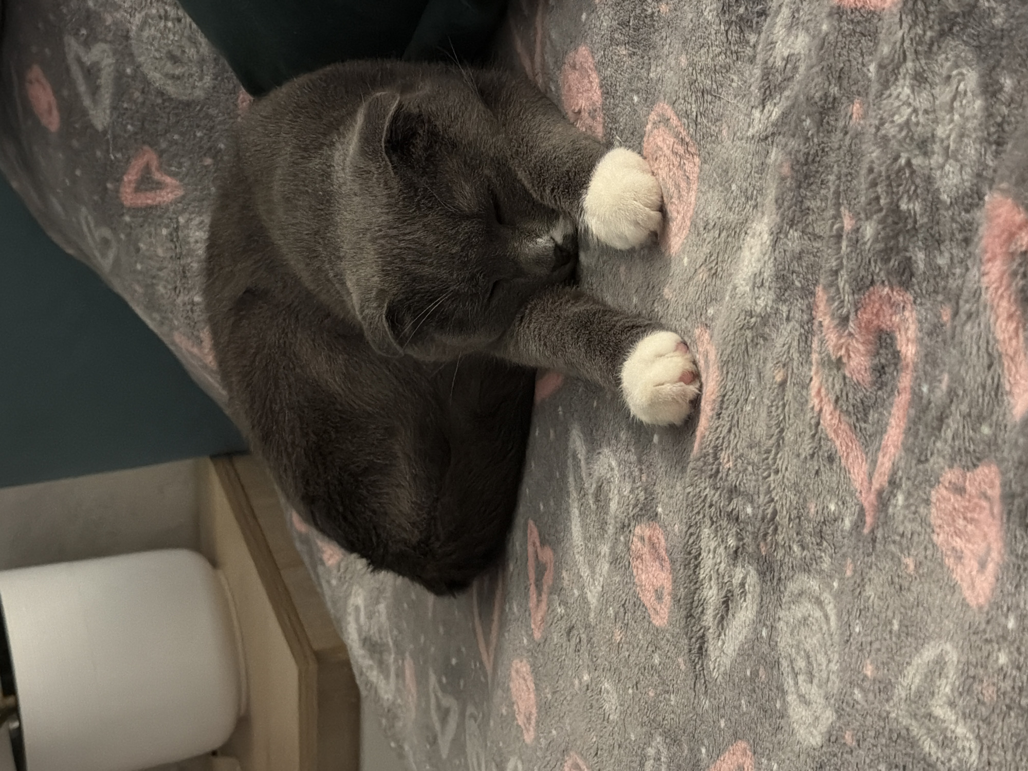 A gray cat with white paws is curled up and sleeping on a gray blanket with pink heart patterns. A wooden shelf and a white cylindrical object are visible on the left side of the image. The location is unspecified.
