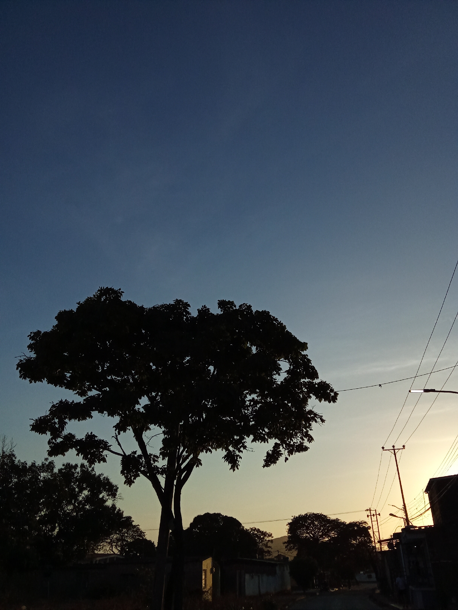 The image depicts a silhouette of a large tree in the foreground against a dusky sky transitioning from dark blue to a lighter, yellowish hue, suggesting either sunrise or sunset. In the background, there are other trees, buildings, and utility poles with wires. The presence of a street lamp and the density of buildings imply an urban or suburban environment. The location is identified as Juan Griego, Venezuela. The time of day appears to be either dawn or dusk. The scene is still. There are no people discernible in the image.