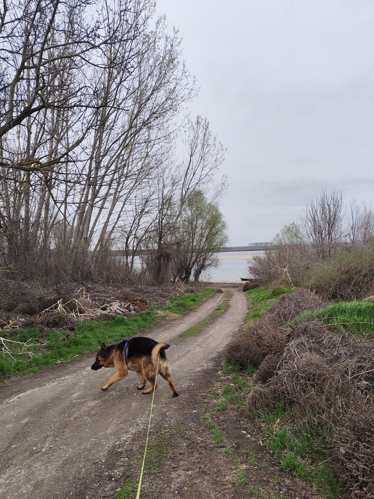 A medium-shot depicts a German Shepherd dog on a leash, crossing a dirt road leading to a body of water under an overcast sky. The road, bisected by tire tracks, is flanked by early spring vegetation. To the left, bare trees and piled branches are visible; to the right, low-lying bushes and green grass. The water's edge shows a small boat. The location is near the city of Kozloduy, Bulgaria.