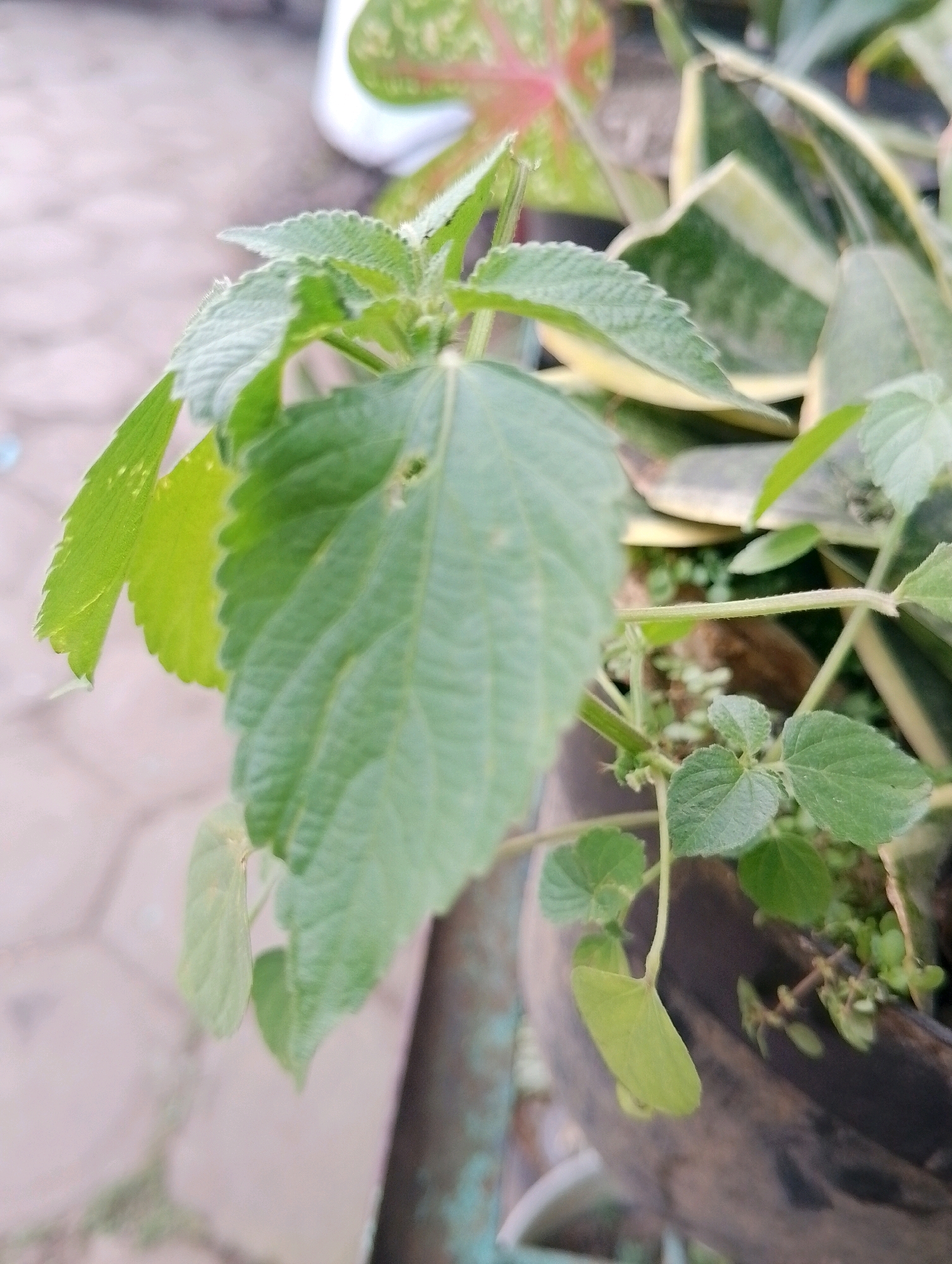 In Papungan, Indonesia, a close-up, slightly out-of-focus image captures a leafy green plant in a pot. The plant features several leaves with serrated edges and visible veins. Some leaves are a brighter green, while others are a deeper shade. The background shows hints of other plants and a blurred paved surface. The lighting suggests an outdoor setting, possibly a garden or patio. There are no people or discernible actions in the frame. The focus is entirely on the plant's foliage and its immediate surroundings within the pot.