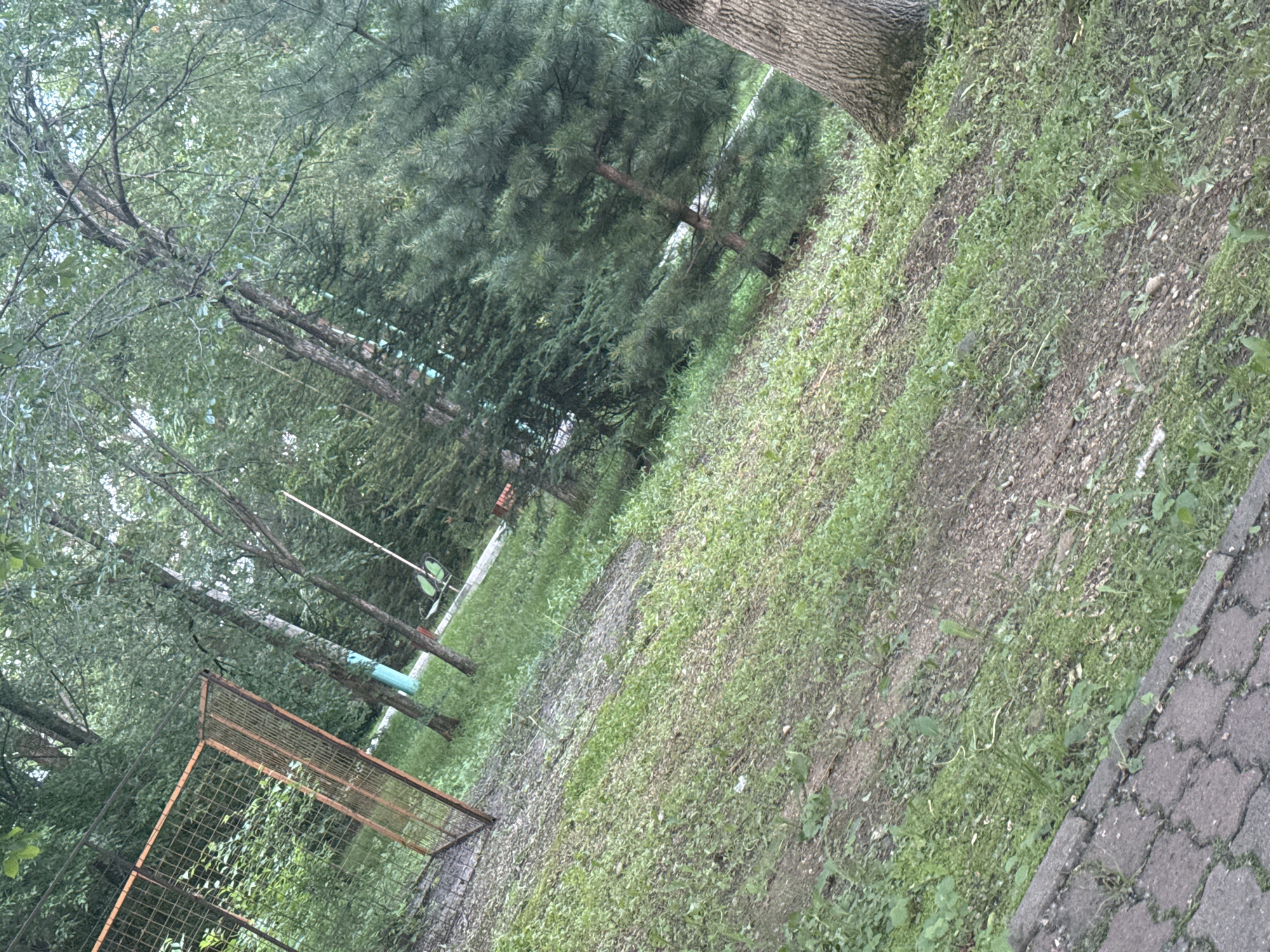 The image depicts an outdoor scene in Birobidzhan, Russia. In the foreground, a paved pathway made of grey interlocking stones is visible, with sparse green vegetation growing in the cracks. The ground slopes upwards from the pathway, covered in a mix of dirt, small pebbles, and a variety of green plants, some of which appear to be weeds.
Further up the slope, several trees are present. On the left side of the frame, there is a rusted metal fence with a diamond-shaped mesh pattern, partially obscured by foliage. Behind the fence, a dense green area of bushes or smaller trees can be seen.
The middle ground features a cluster of trees with rough bark, some with visible green trunks or painted sections, suggesting they might be part of a park or recreational area. A long, thin white pole or support structure is visible amongst the trees. Two green park benches are also visible, positioned further back.
The background is dominated by a dense canopy of green trees, with varying shades indicating different types of foliage. Some taller pine trees with their characteristic needles are interspersed among the deciduous trees. The lighting suggests it is daytime, with a diffused light that does not cast strong shadows, indicating an overcast sky or late afternoon sun filtered through the trees. No people are visible in the image. The overall impression is of a naturalistic urban green space.