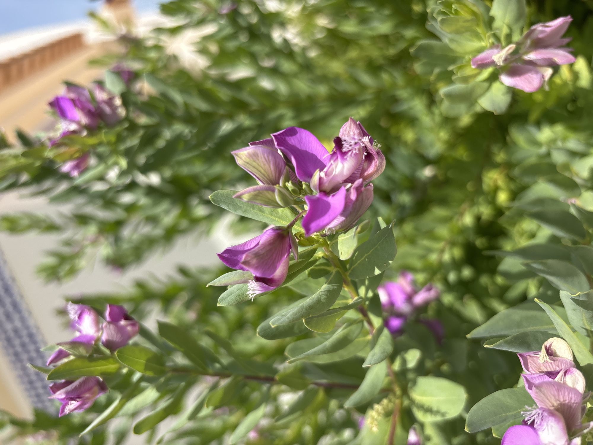 In Orihuela, Spain, a close-up photograph captures a vibrant cluster of pink pea-like flowers from a shrub. The flowers, with their distinctive keel and petal structures, are a focal point, exhibiting shades of magenta and lavender. They are surrounded by an abundance of lush, green leaves that are elongated and pointed. The background is softly blurred, suggesting a bright, sunny day. Hints of a building with white and blue tiled accents are visible at the top left, along with a warm-toned, possibly terracotta, roofline in the upper right, indicating an outdoor setting within a populated area, likely a garden or patio.