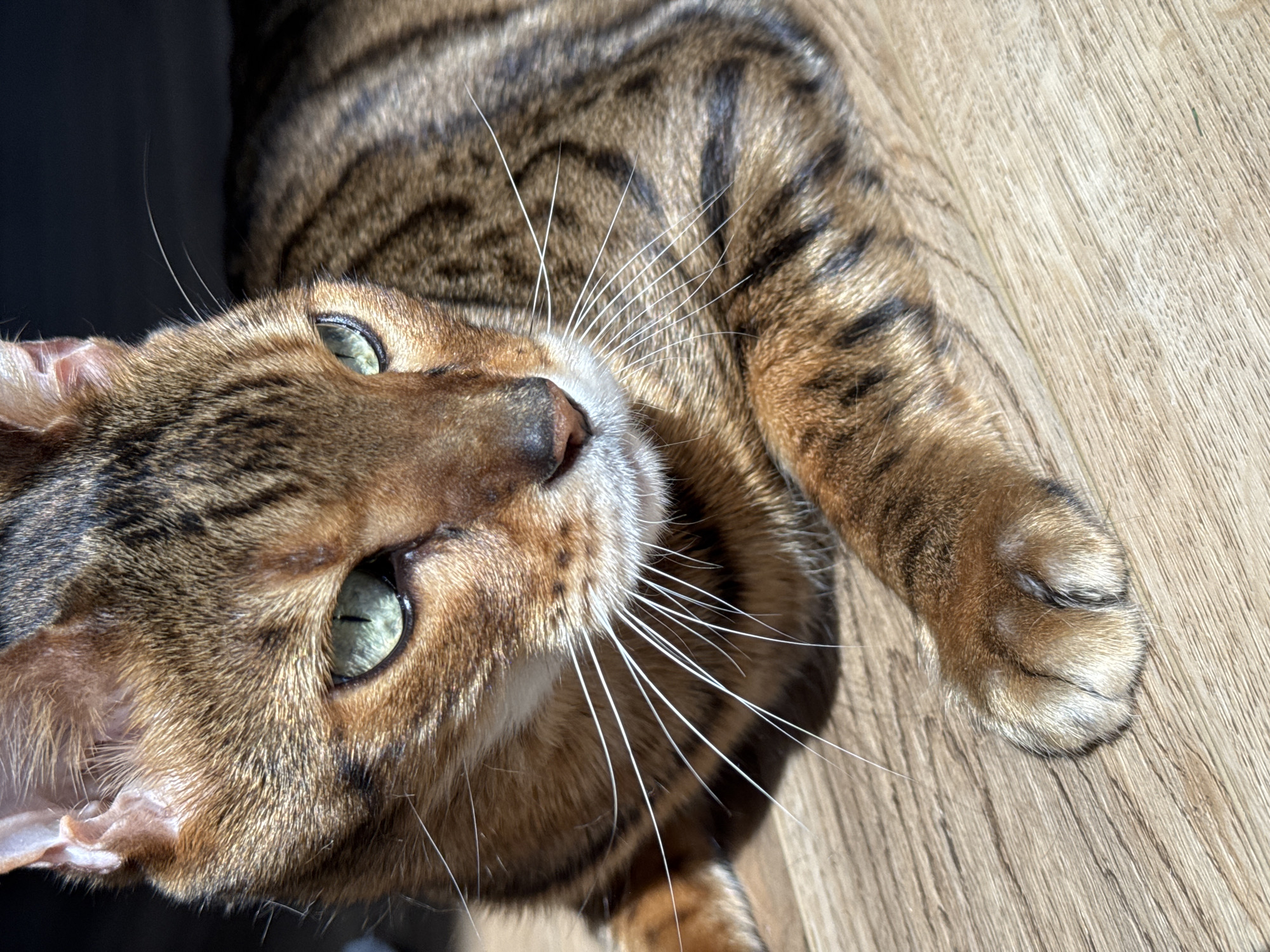 A Bengal cat with green eyes and a spotted coat lies on a wooden floor, basking in sunlight. The cat's head is turned to the right, and its gaze is directed downwards. Its paws are resting on the floor in front of it. The background is dark, creating a strong contrast with the brightly lit cat. The lighting suggests the presence of a window or light source to the left of the frame.