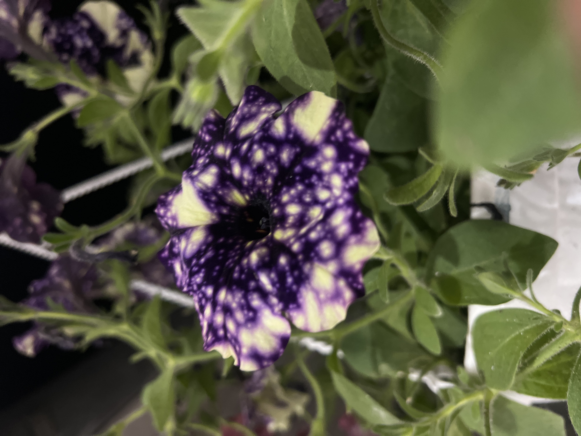 The image shows a close-up of a petunia flower with a unique speckled pattern of purple and yellow. The flower is surrounded by green leaves and appears to be growing in a hanging planter. The background is dark and out of focus, with some hints of other flowers and foliage. There is no indication of a specific location within Zarudyntsi, Ukraine.
