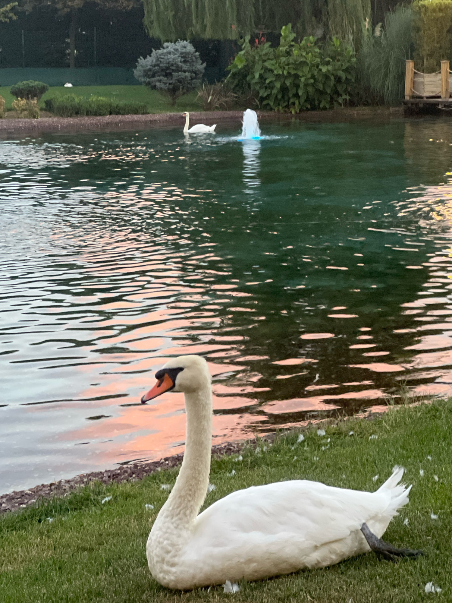 In Maltepe, Turkey, a tranquil scene unfolds by a body of water. In the foreground, a majestic white swan rests on a lush green lawn, its head turned to the left, with its beak slightly agape. Its plumage is pristine white, and its webbed foot is visible beneath its body. Feathers are scattered across the grass around the swan, suggesting it may have been preening.
The water body, reflecting the warm hues of the sky, ripples gently. In the middle distance, another swan glides gracefully on the water, leaving a subtle wake. Further out, a fountain spouts water, illuminated by a blue light, adding a touch of vibrancy to the scene. The background is dotted with various shades of green foliage, including manicured bushes and tall trees, and hints of a wooden structure suggest a nearby walkway or pier. The overall atmosphere is one of peaceful coexistence between nature and man-made elements.