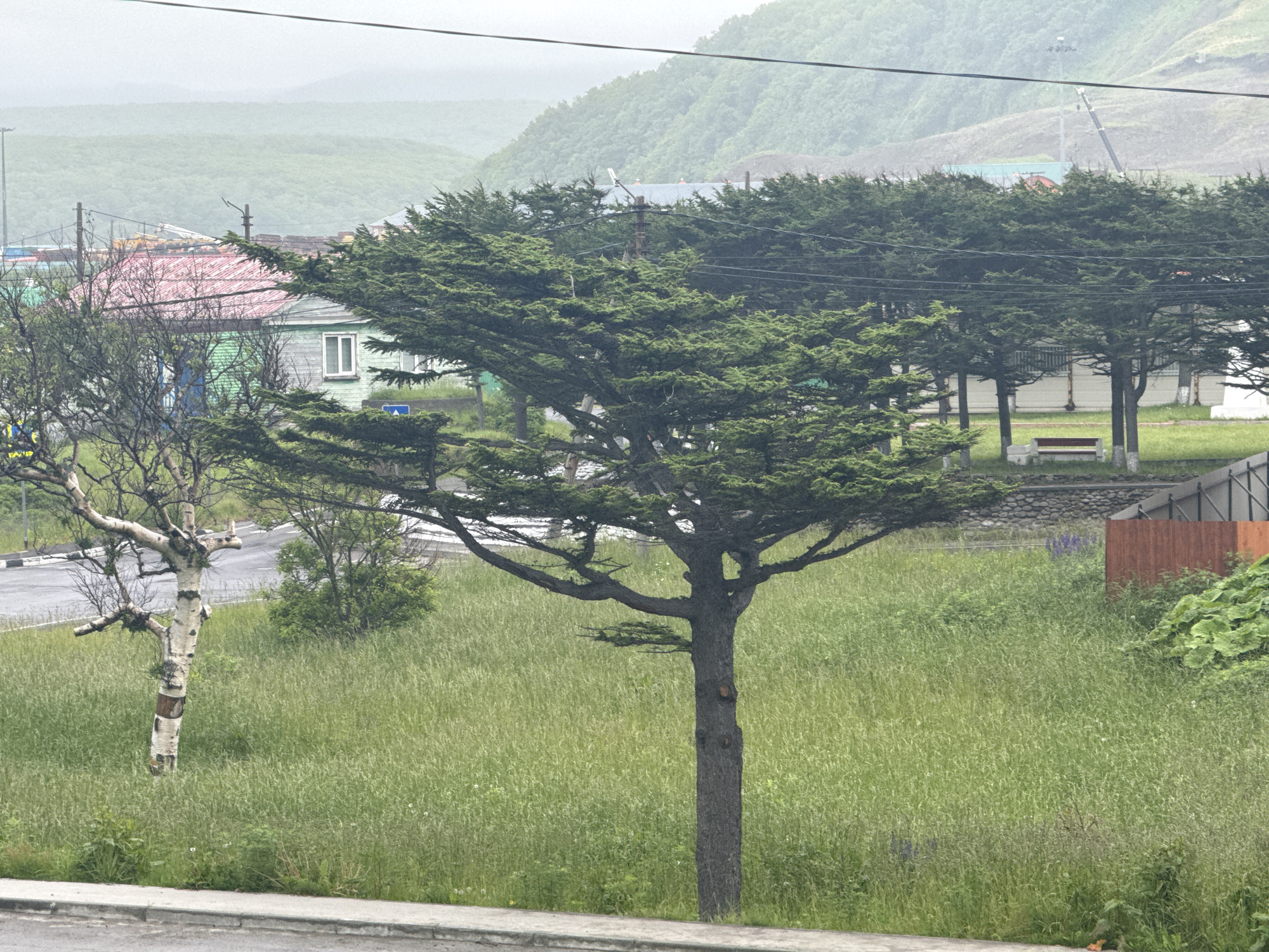 The image depicts a cloudy day in Kuril'sk, Russia. A large evergreen tree stands prominently in the foreground, with its branches spreading wide over a grassy field. Behind the tree, a residential area is visible, with several buildings featuring colorful roofs and walls. The architecture suggests a typical rural or semi-urban settlement. In the background, rolling hills covered in lush green vegetation rise towards the misty horizon. The overall atmosphere is one of a quiet, overcast day in a coastal town. The presence of power lines and a distant crane suggests some level of infrastructure and ongoing development. A weathered bench sits on the grass in the middle ground. A solitary, bare-branched tree with a white trunk, possibly a birch, is to the left, adding a stark contrast to the evergreen.