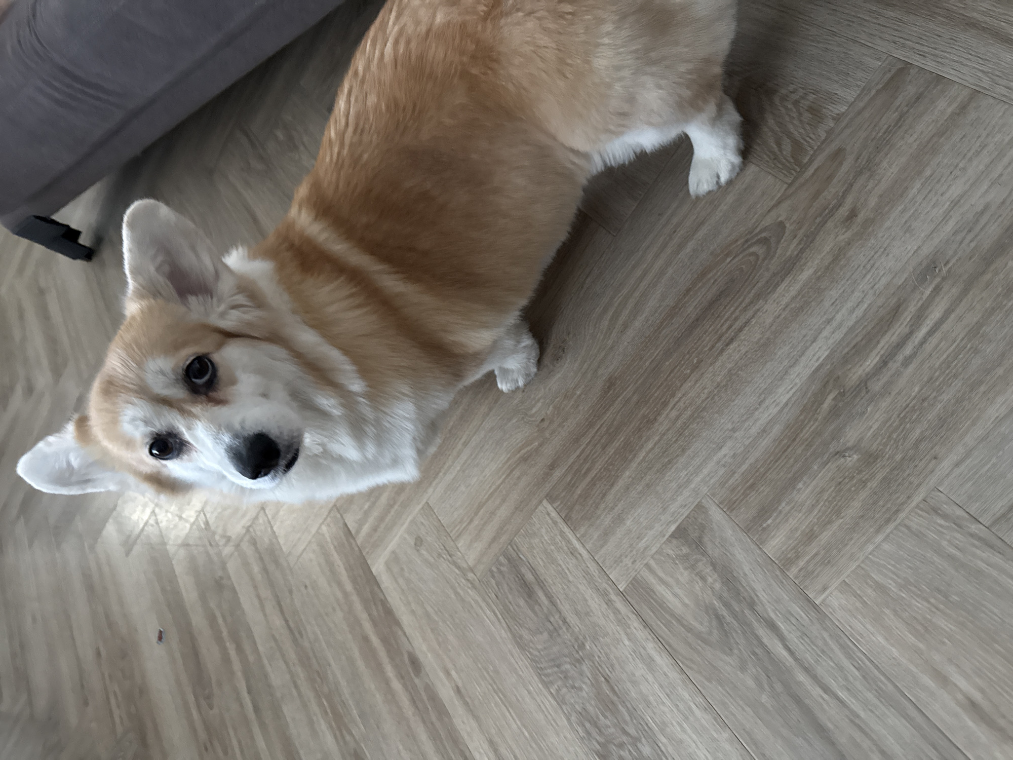 A corgi dog stands on a light-colored, herringbone-patterned wooden floor. The dog has a tan body, white markings on its face, chest, and paws, and erect ears. The dog is looking up at the camera. A gray object, possibly a sofa or chair, is partially visible in the upper-left corner of the image. The location is not discernible from this image.