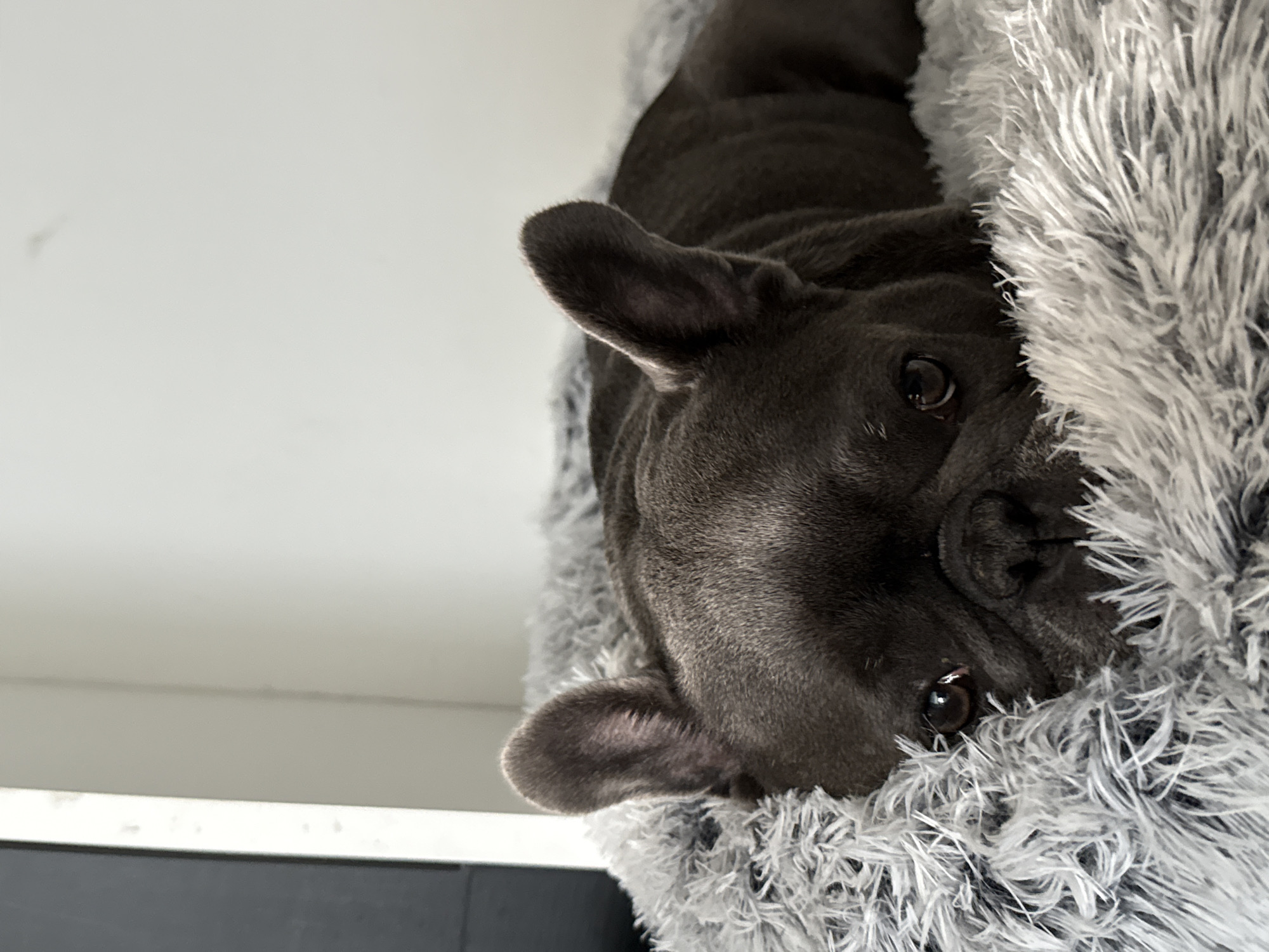 The image shows a dark gray French Bulldog lying on a fluffy gray dog bed. The dog is facing forward, with its head resting on the bed. Its eyes are open and looking at the camera. The dog's ears are perked up. The background is a plain white wall, with a dark vertical object on the left side of the image, possibly a door or a piece of furniture. The lighting appears to be natural and soft, coming from the left. The scene is indoors, likely in a home. There is no information within the image to suggest a specific location in the city of Bad Sachsa, Germany.