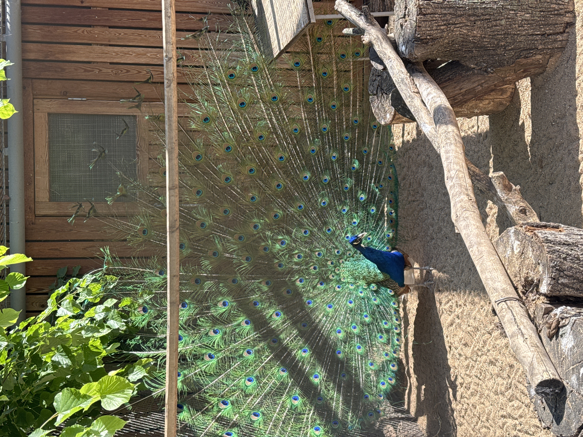 The image shows a peacock displaying its feathers, likely in an enclosure or zoo setting. The scene includes a wooden structure with a window behind the peacock, along with foliage on the left side of the frame. To the right, there is a faux rock wall and wooden beams. The location in Moscow, Russia is unknown.