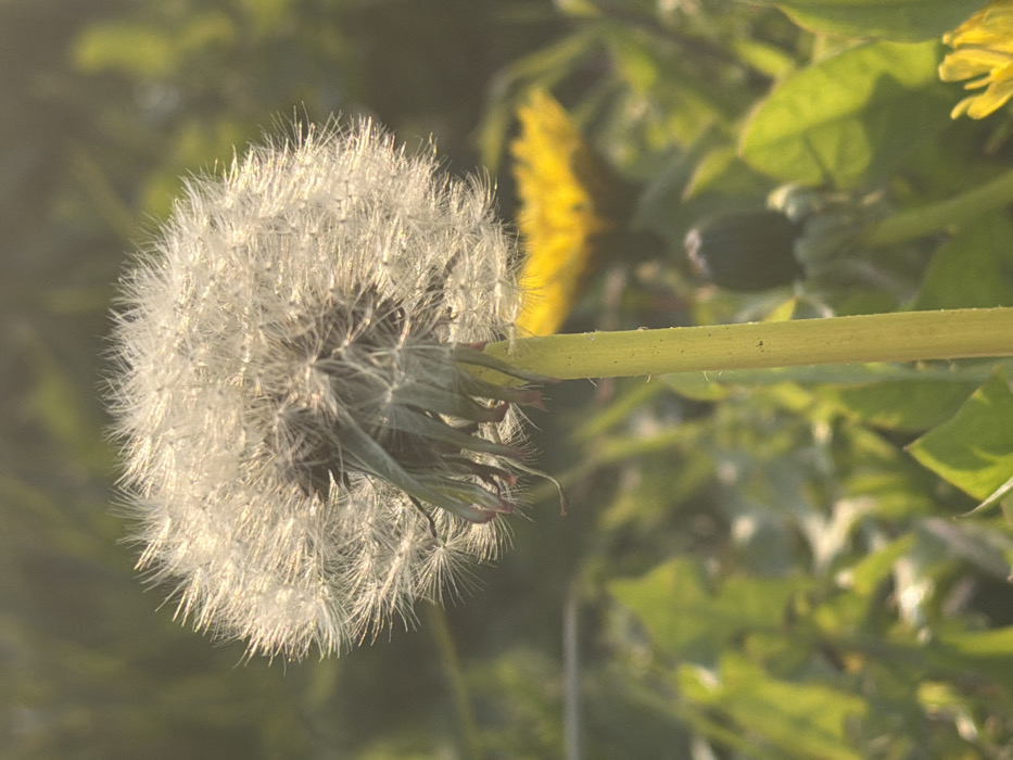 The image displays a close-up, backlit view of a mature dandelion (Taraxacum officinale) seed head, also known as a dandelion clock, located in the city of Toul, France. The spherical seed head, centered and in sharp focus, is composed of numerous white, feathery pappus seeds, strongly illuminated by sunlight from behind, producing a distinct bright halo effect. Darker, shriveled floral bracts are visible directly beneath the seed head. A solitary, light green stem supports the structure. The background is significantly blurred, depicting a natural environment with various green foliage, likely grass. Two additional dandelion plants are discernible in the soft-focus background: a yellow, fully bloomed dandelion flower is present in the mid-ground to the right, and a darker, possibly developing or closed dandelion head is visible lower right, behind the main stem. No human figures or discernible actions are present.