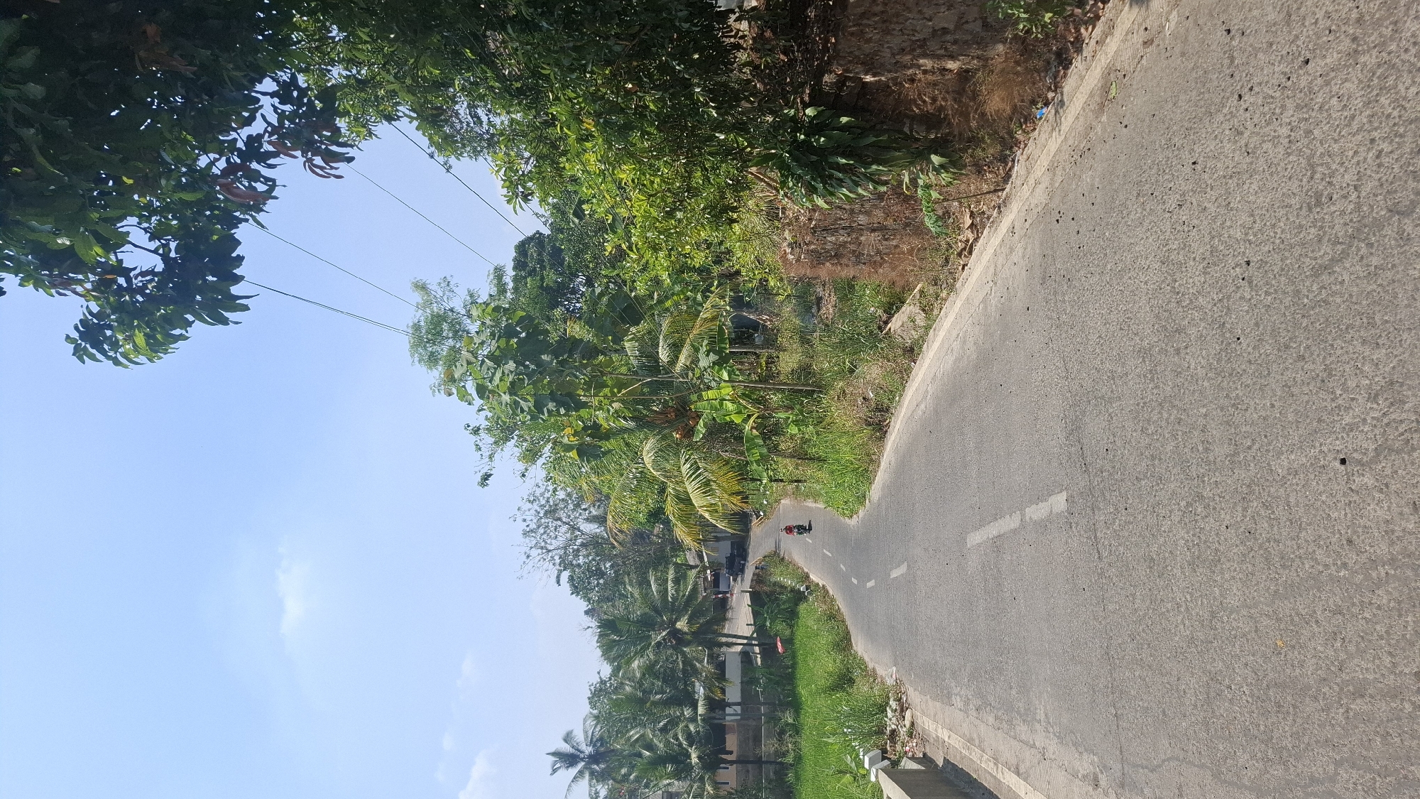 The image depicts a rural road scene in Ciharashas, Indonesia. The asphalt road curves through lush green vegetation, with a single motorcyclist in red riding away from the camera. Coconut trees and other tropical foliage line both sides of the road, with some houses visible in the background on the left. The sky is clear and blue with a few scattered clouds. The overall impression is one of a tranquil, sun-drenched day in the Indonesian countryside.