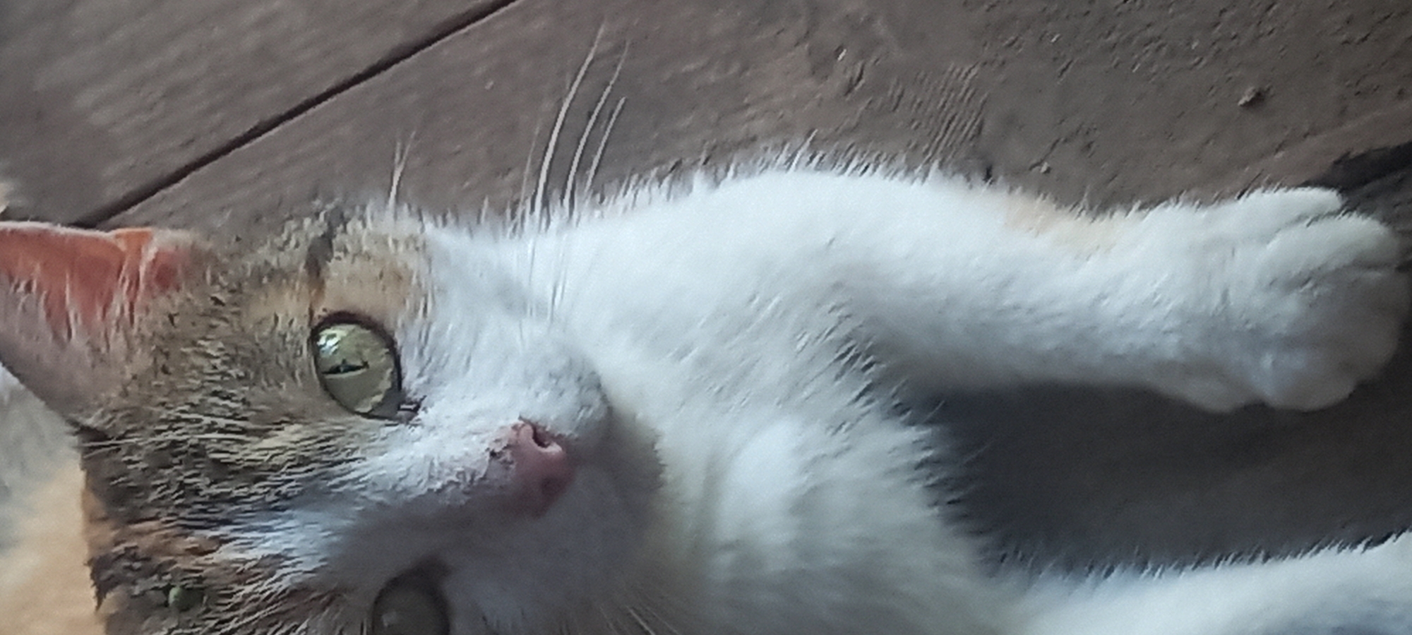 The image displays a domestic cat, viewed from the head to the front paws, lying on a dark wooden plank surface. The cat exhibits white fur across its face and body, complemented by patches of mottled brown and grey fur on its head and ears. Its eyes are a pale green, and its nose is pink, featuring a minor dark pigmentation spot. A small piece of green plant matter is present within the fur above its left eye. Whiskers are discernible on both sides of its muzzle. The cat's front paws are extended forward. There are no visual cues within the image to ascertain its specific location in Kryvyi Rih, Ukraine, or any other geographical context.