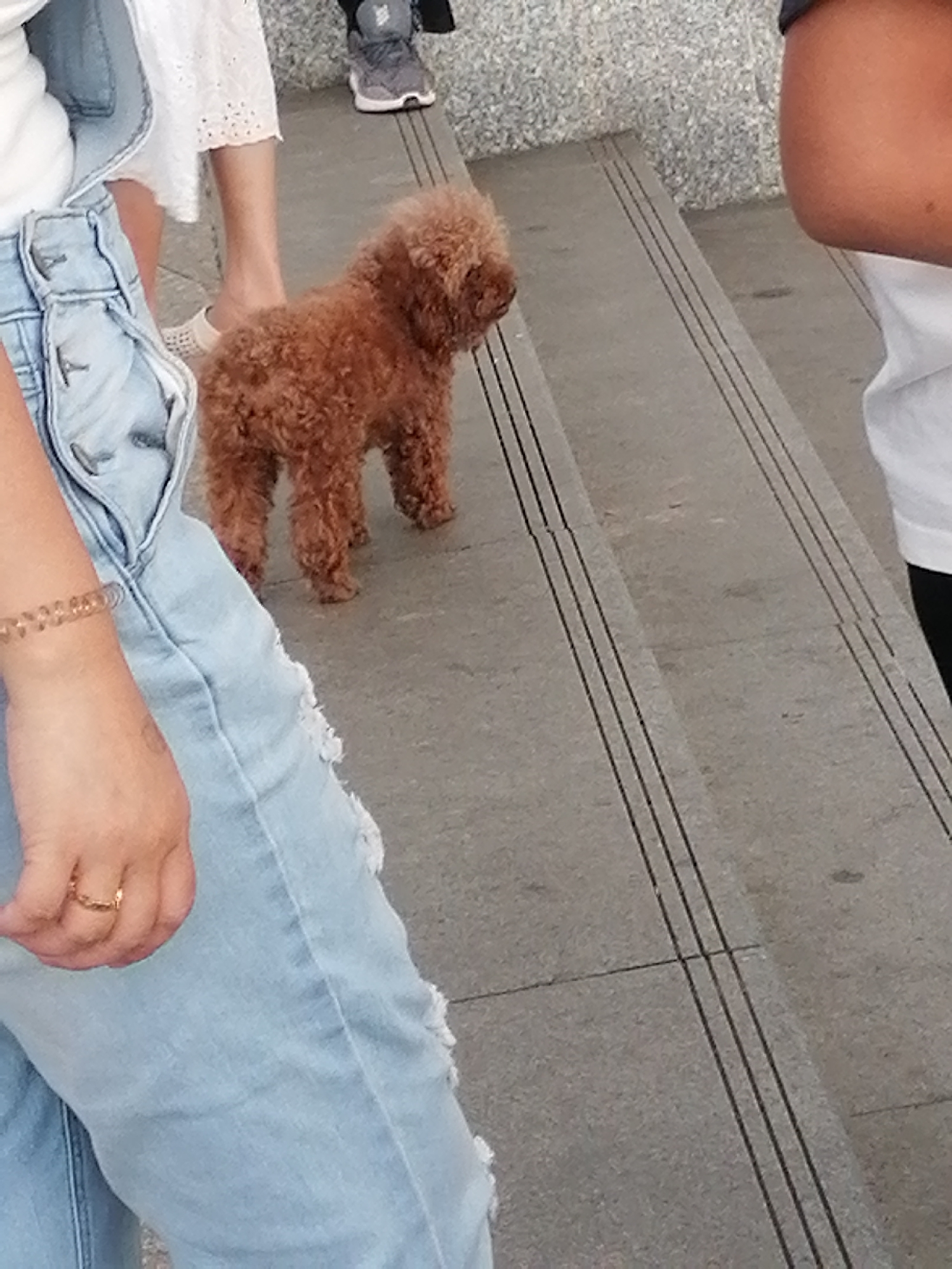 In a medium shot, a small, fluffy, tan poodle stands on a concrete staircase in what appears to be a public area. The poodle is facing to the right, with its back to the camera, its curly fur evident. To the left of the poodle, a person's legs are visible, clad in light-wash ripped denim overalls. The person's left hand rests on their thigh, adorned with a thin, gold-toned ring. A clear, coiled bracelet is also visible on their left wrist. The staircase has distinct parallel black lines embedded in the concrete steps. The lighting suggests daytime, and the setting is outdoors. The background shows a blurry figure of another person standing further up the stairs, wearing grey sneakers. The scene has a casual, everyday feel, possibly a leisurely walk in a park or an urban environment. The location is specified as Da Lat, Vietnam.
