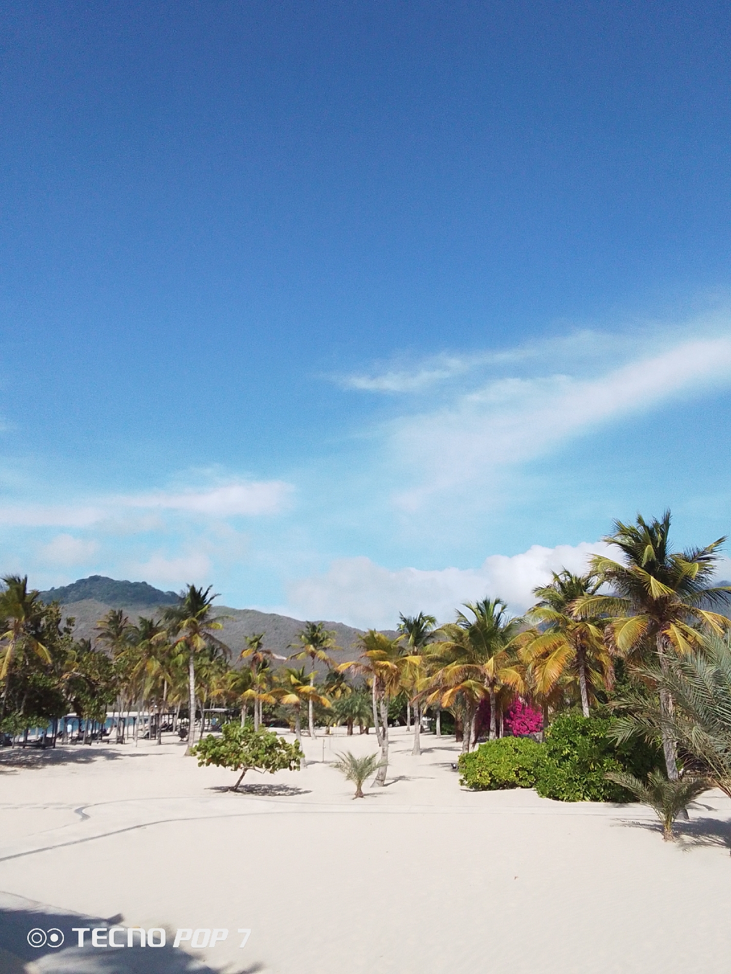 The image depicts a beach landscape under a clear blue sky with scattered white clouds. In the background, a mountain range is visible. Palm trees are scattered throughout the scene, with some displaying yellowing fronds. Patches of green bushes and flowering plants are present among the trees. The ground is covered in light-colored sand. In the lower left corner of the image, the words "TECNO POP 7" are visible. The location is Pedro González, Venezuela. No people or animals are visible. There are no apparent actions or interactions taking place.