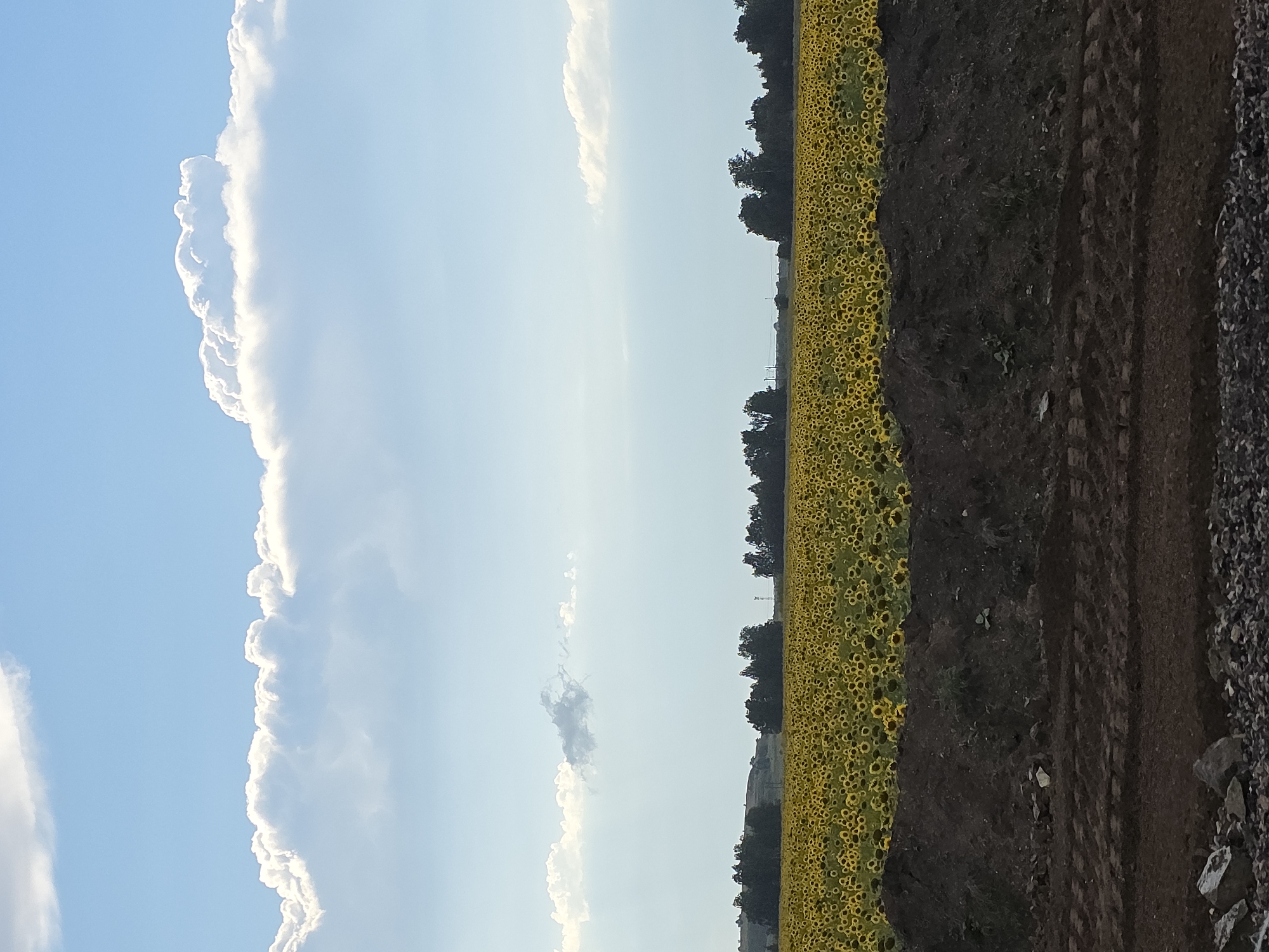 The image depicts a vast field of sunflowers under a bright blue sky with scattered white clouds. In the foreground, there is a dark, disturbed earth embankment with visible tire tracks and rocks at the very bottom. The sunflower field stretches across the middle ground, a sea of yellow blooms extending towards a line of dark green trees in the distance. The sky occupies the top half of the frame, with fluffy white clouds dominating the upper portion, some of which are silhouetted against a lighter hazy sky. The scene appears to be an outdoor agricultural landscape. The location is specified as the city of Nagorny, Russia. There are no people or animals visible in the image, and no actions or interactions are taking place.
