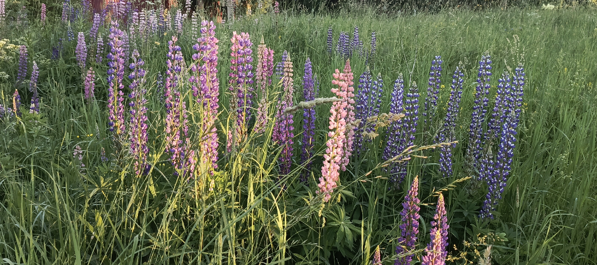In Merchalovo, Russia, a field of lupines blooms with vibrant pink and purple flowers, interspersed with tall green grasses. The sun casts a warm glow on the scene, illuminating the delicate petals and creating a peaceful atmosphere. The flowers stand tall and proud, their colors a stark contrast to the lush greenery that surrounds them. The scene is a testament to the beauty of nature, a place where one can find solace and tranquility.