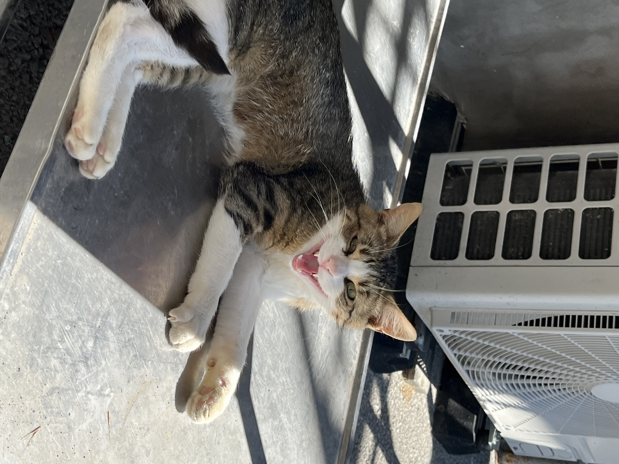 A tabby and white cat lies on a metal surface in front of an air conditioning unit in Shumen, Bulgaria. The cat is lying on its side with its mouth open, showing its teeth. The cat's fur is a mix of brown, white, and black tabby markings. The cat's eyes are open and green. The air conditioning unit is white and has a large fan on the front. The background is blurry and appears to be an outdoor setting. Sunlight casts shadows on the metal surface.